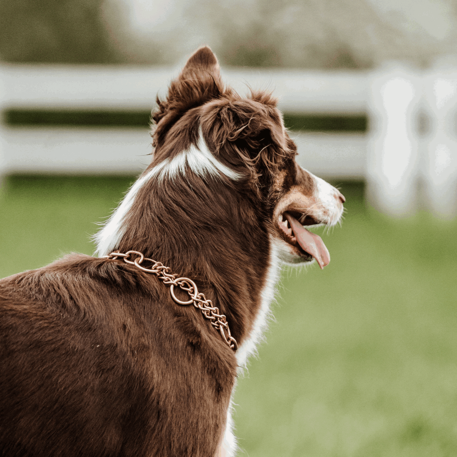 Halskette, medium, mit Zugbegrenzung - Curogan, 4,0mm