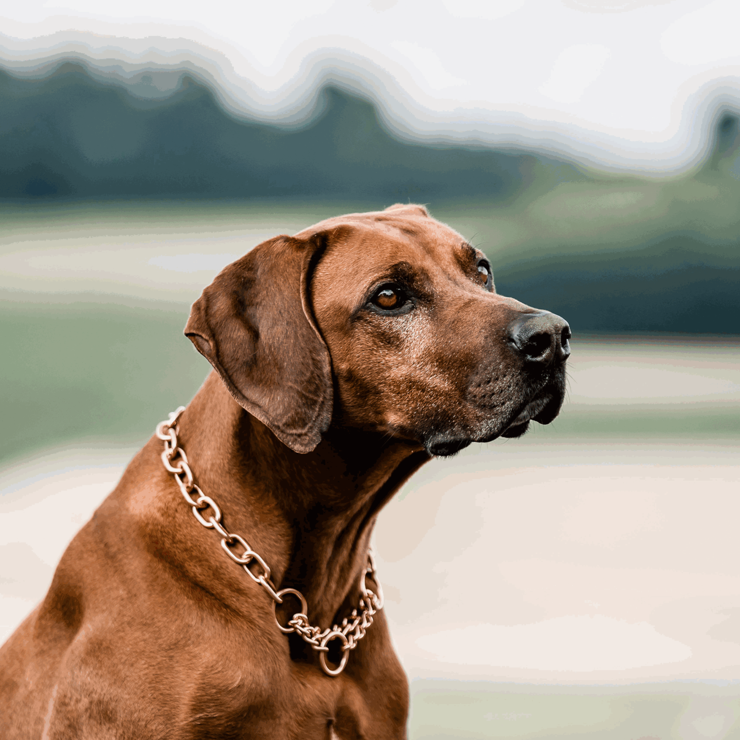 Halskette, medium, mit Zugbegrenzung - Curogan, 4,0mm