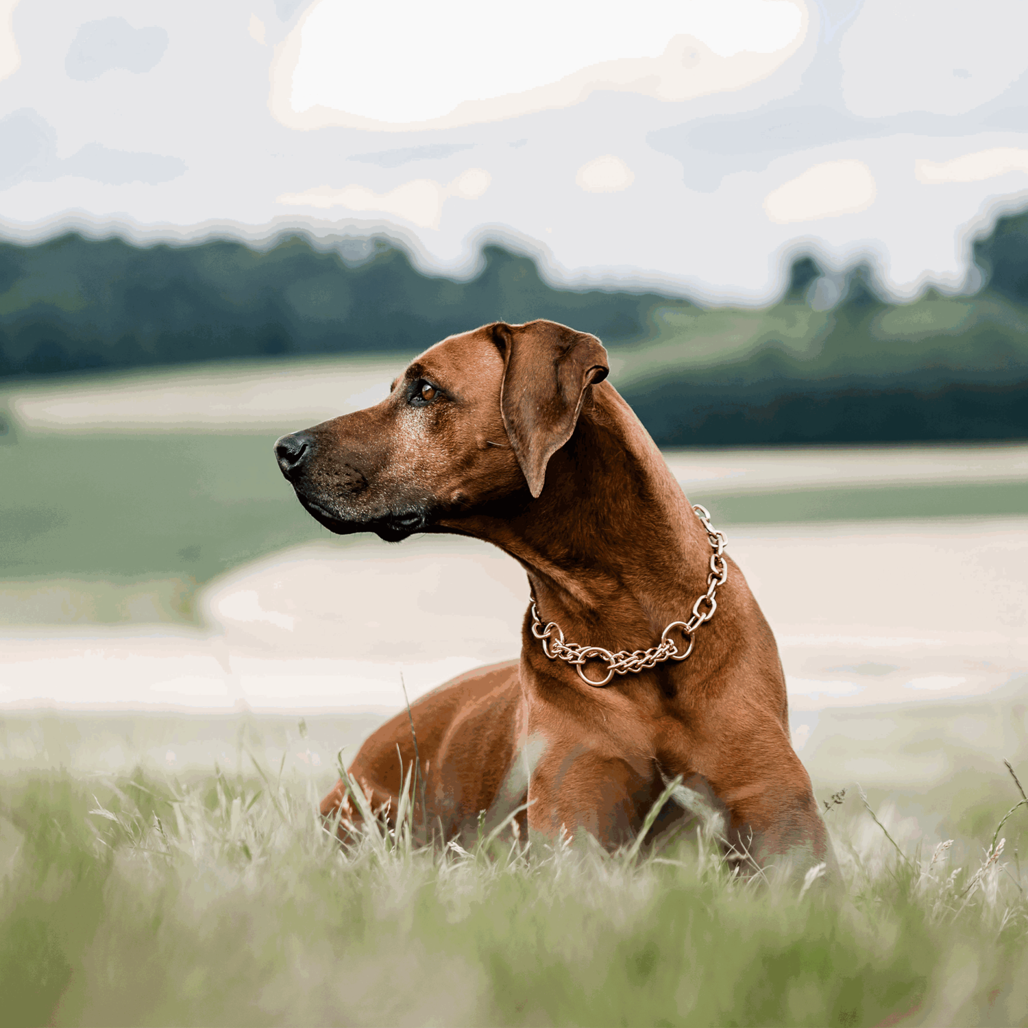 Halskette, medium, mit Zugbegrenzung - Curogan, 4,0mm