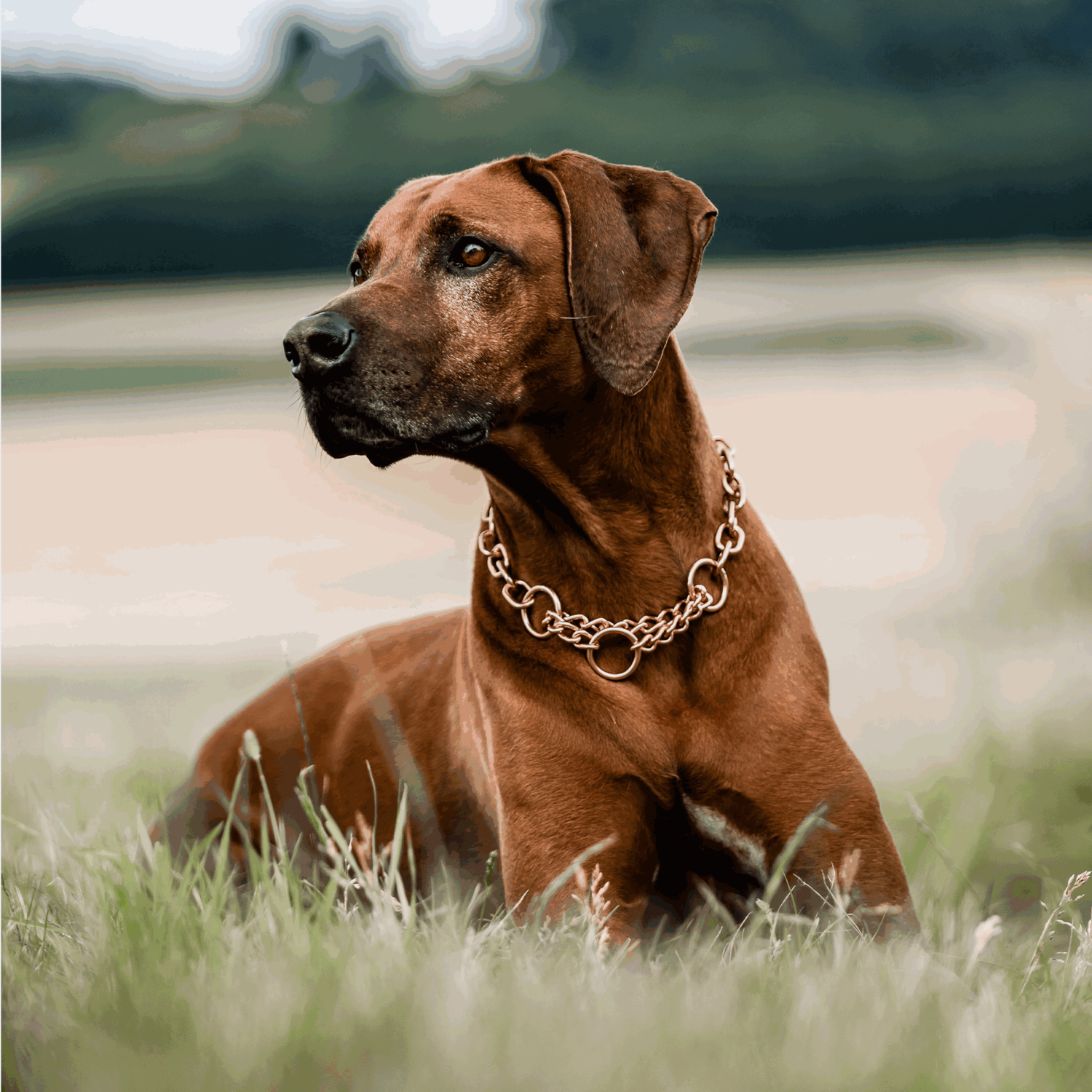 Halskette, medium, mit Zugbegrenzung - Curogan, 4,0mm