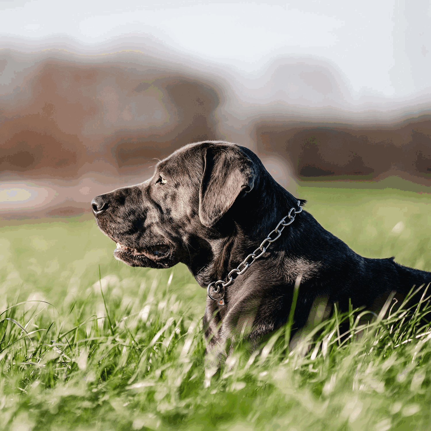 Halskette, verstellbar - mit SPRENGER-Haken - Edelstahl Rostfrei, 4,0 mm