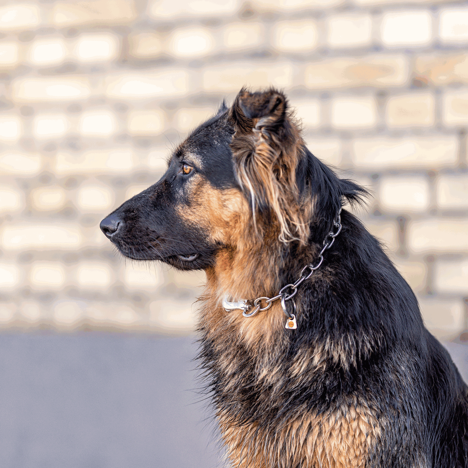 Halskette, verstellbar - mit SPRENGER-Haken - Edelstahl Rostfrei, 4,0 mm