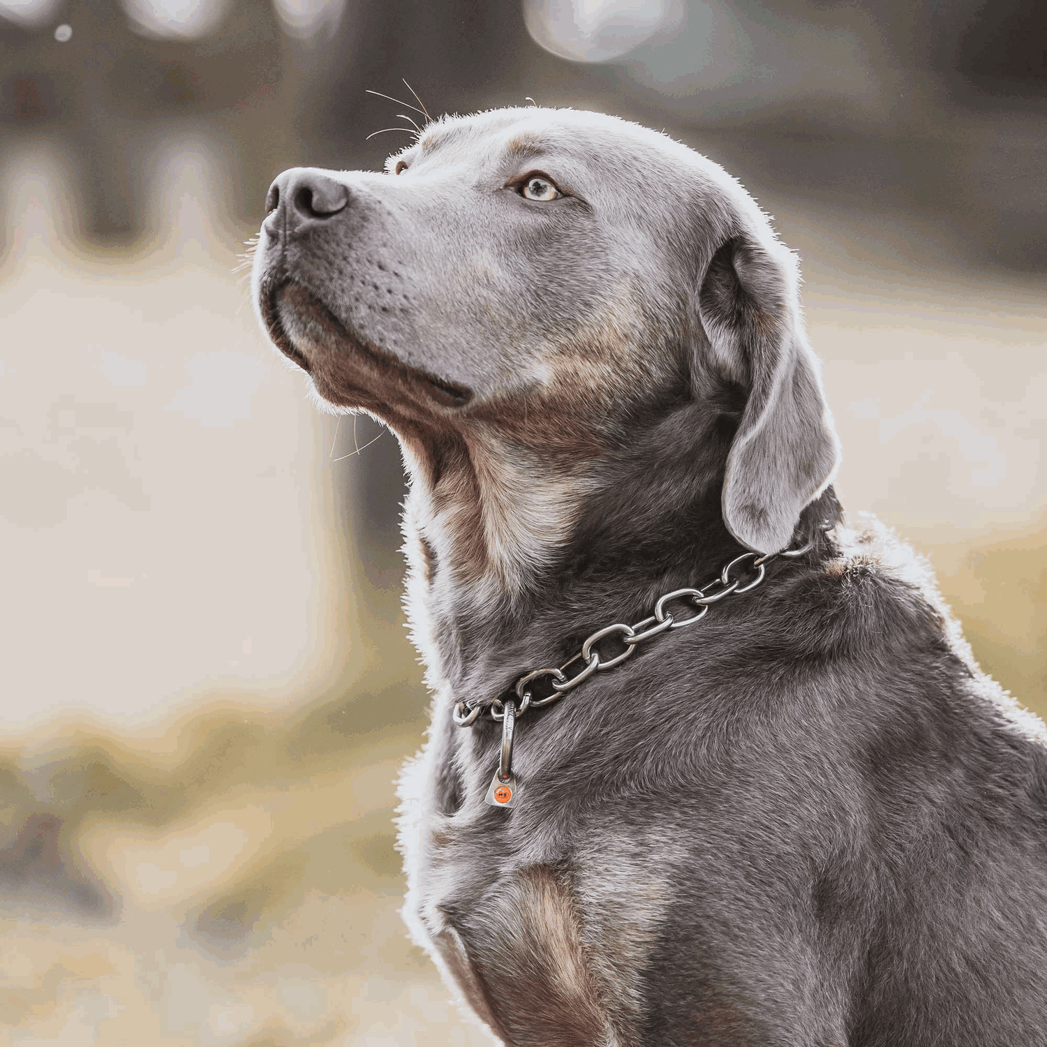 Halskette, verstellbar - mit SPRENGER-Haken - Edelstahl Rostfrei, 4,0 mm