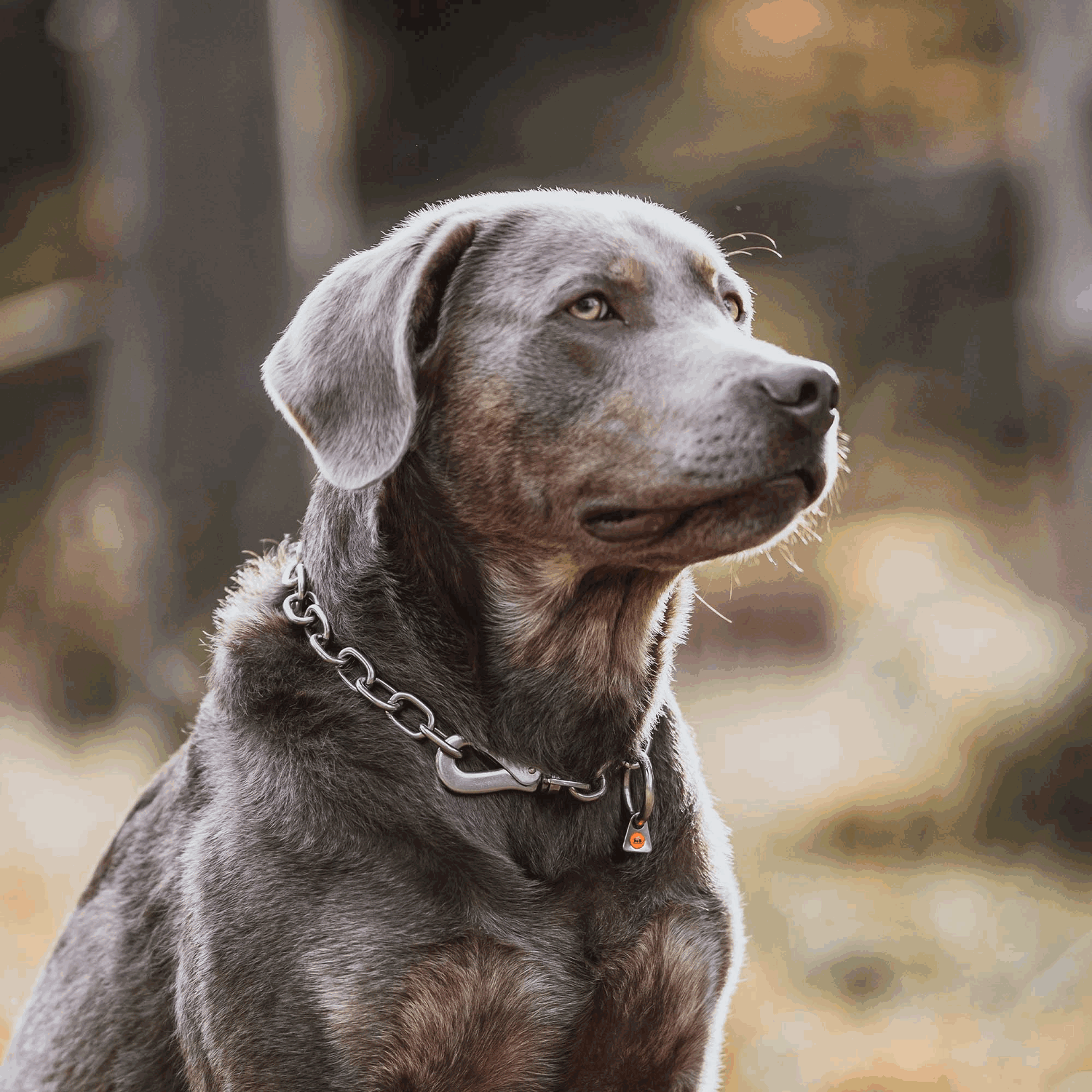 Halskette, verstellbar - mit SPRENGER-Haken - Edelstahl Rostfrei, 4,0 mm