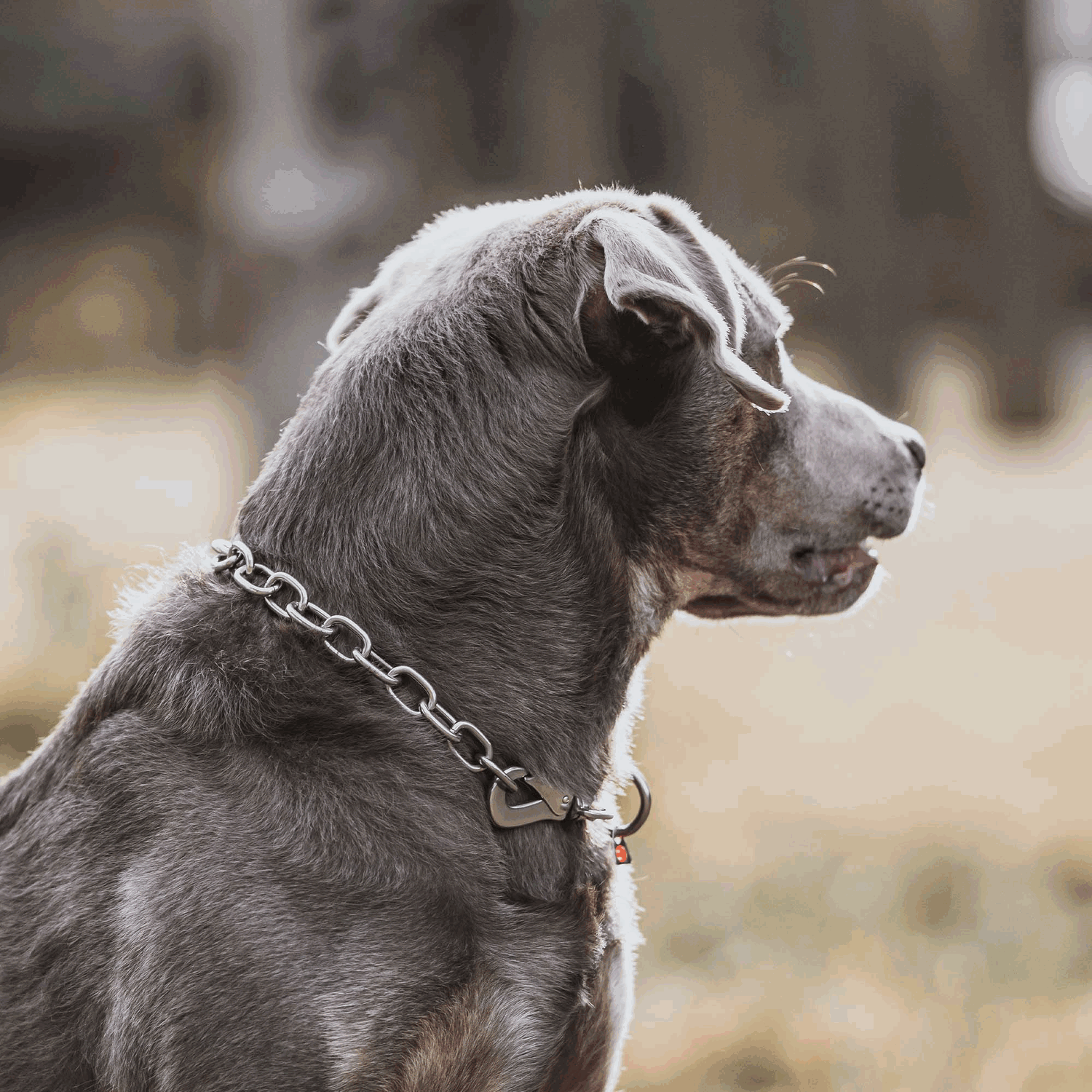 Halskette, verstellbar - mit SPRENGER-Haken - Edelstahl Rostfrei, 4,0 mm