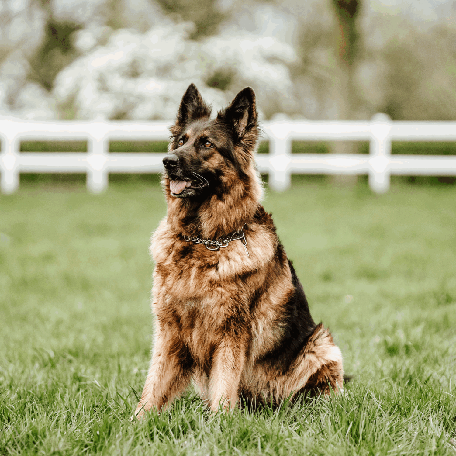 Halskette, verstellbar - mit SPRENGER-Haken - Edelstahl Rostfrei, 4,0 mm