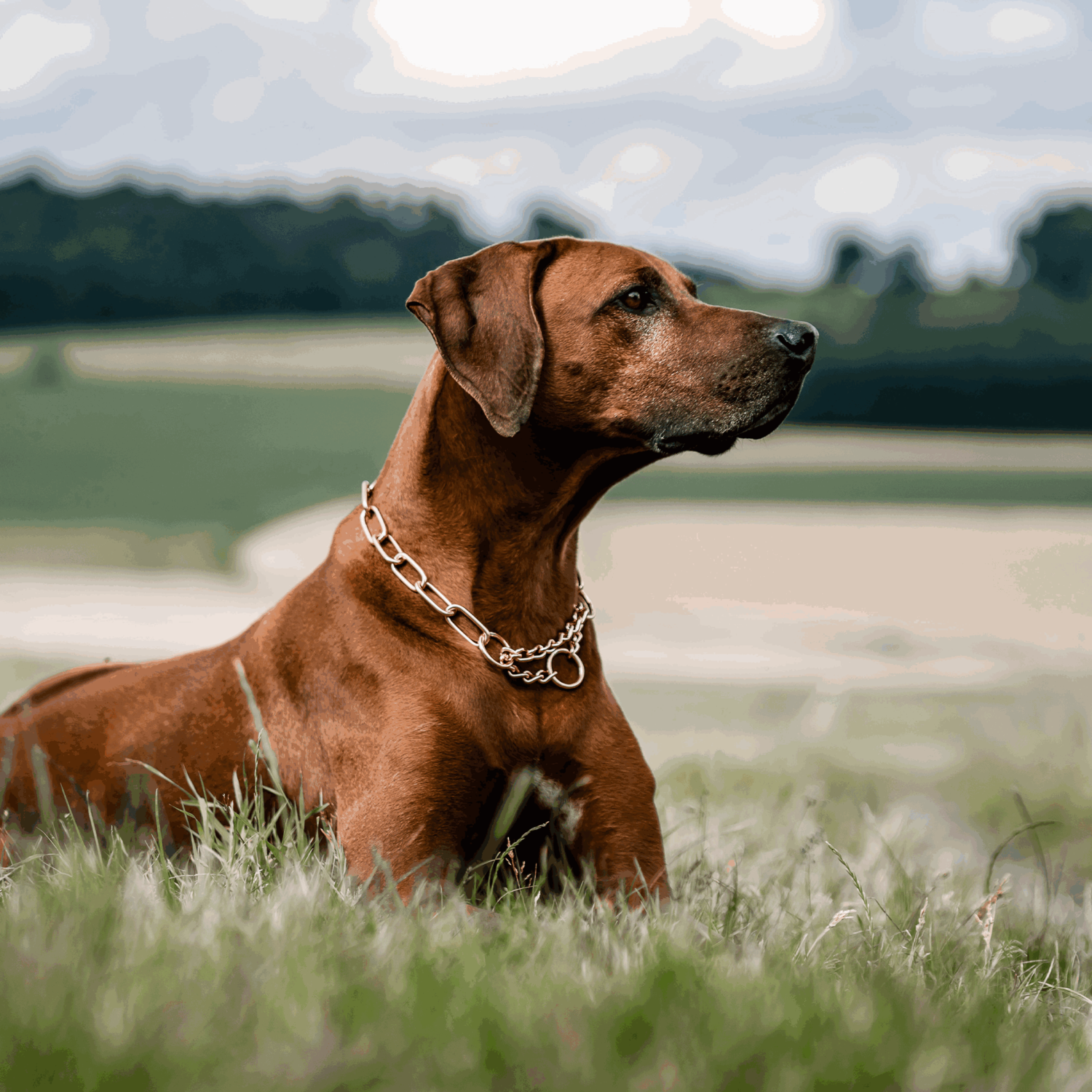 Halskette mit Zugbegrenzung - Curogan, 4,0 mm
