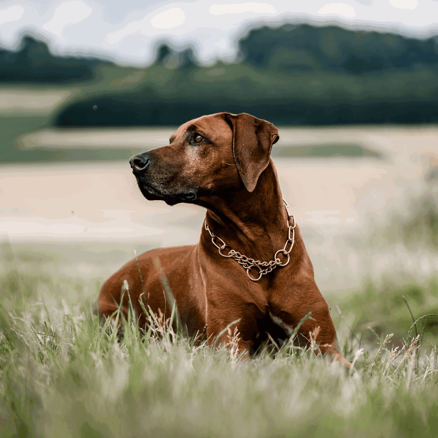 Halskette mit Zugbegrenzung - Curogan, 4,0 mm