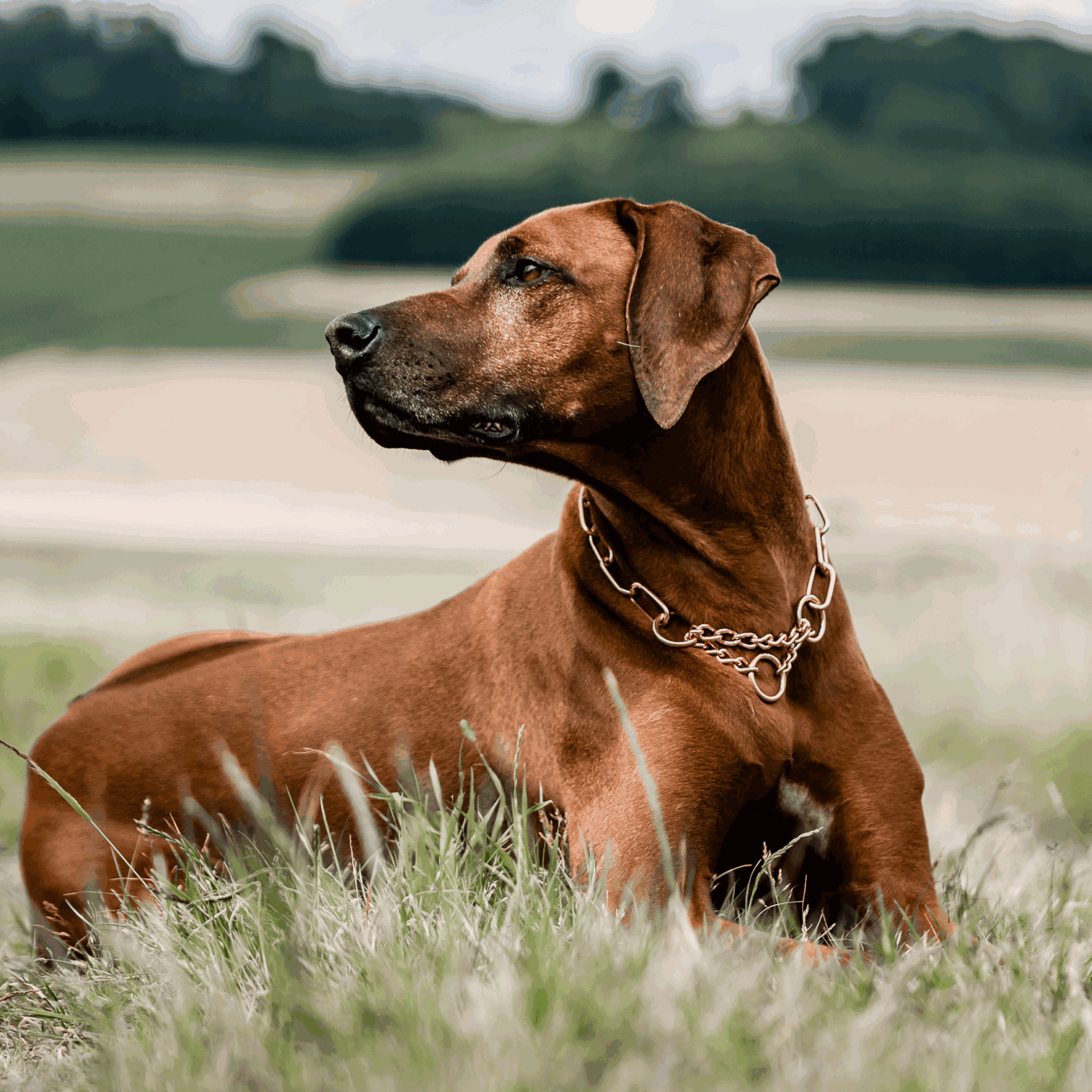 Halskette mit Zugbegrenzung - Curogan, 4,0 mm