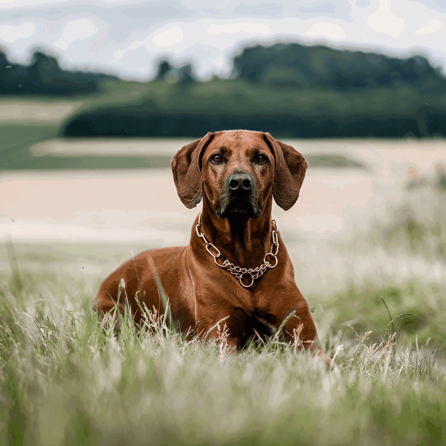 Halskette mit Zugbegrenzung - Curogan, 4,0 mm