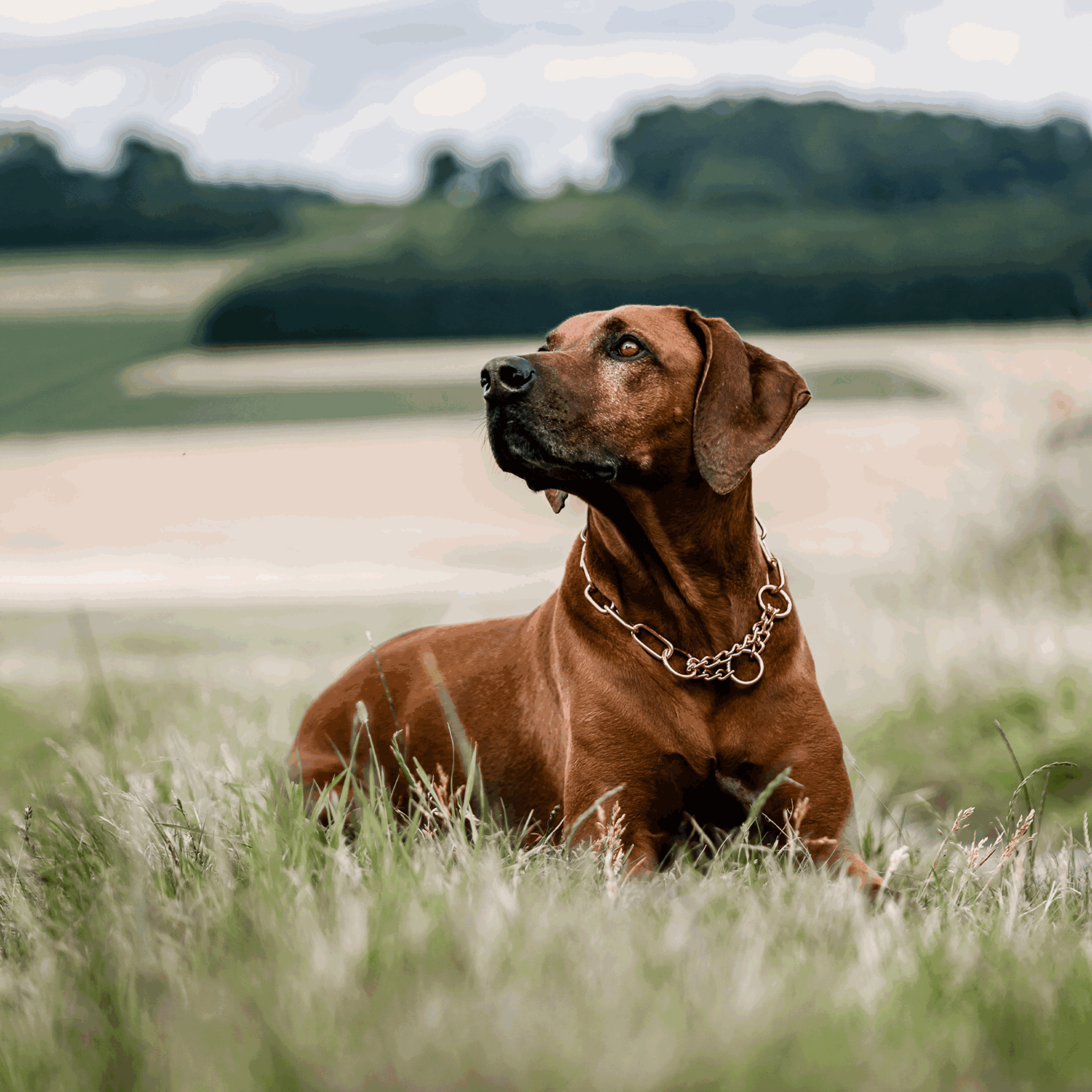 Halskette mit Zugbegrenzung - Curogan, 4,0 mm