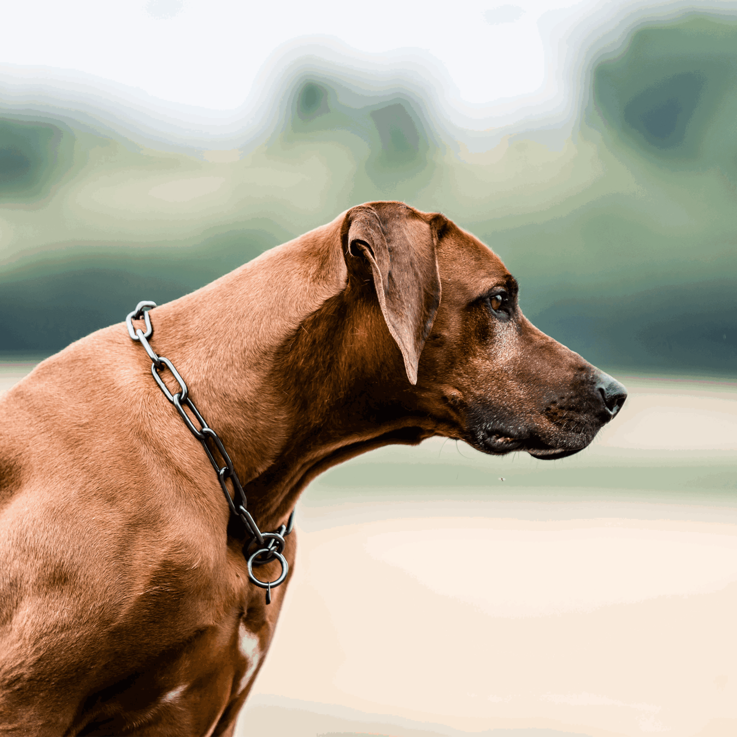Halskette, langgliedrig - Edelstahl Rostfrei schwarz, 5,0 mm