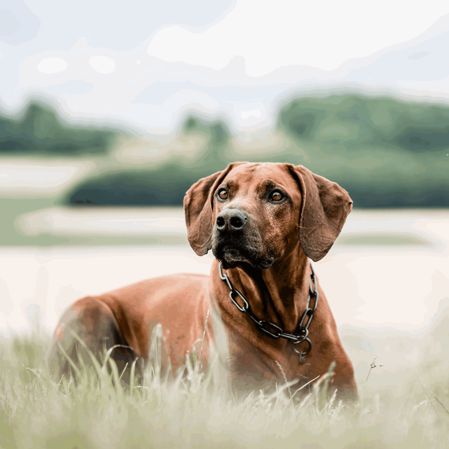 Halskette, langgliedrig - Edelstahl Rostfrei schwarz, 5,0 mm