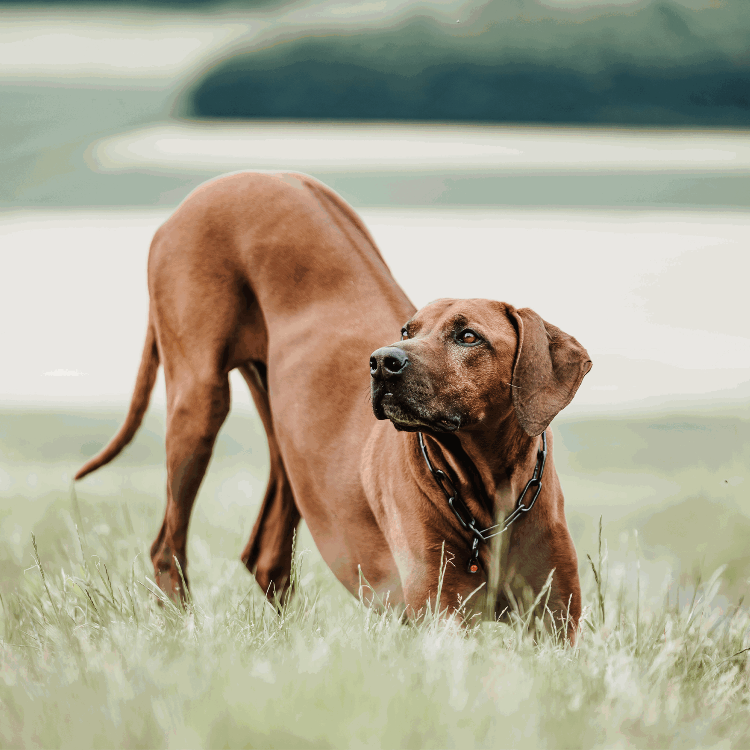 Halskette, langgliedrig - Edelstahl Rostfrei schwarz, 5,0 mm