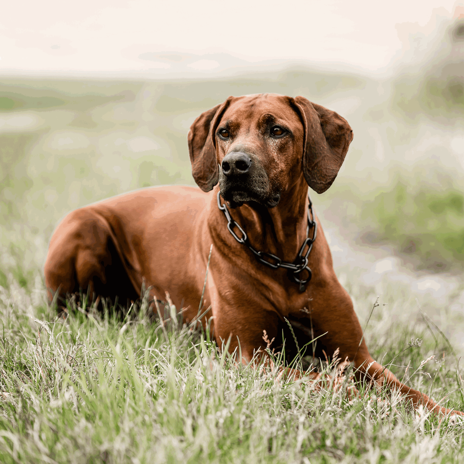 Halskette, langgliedrig - Edelstahl Rostfrei schwarz, 5,0 mm