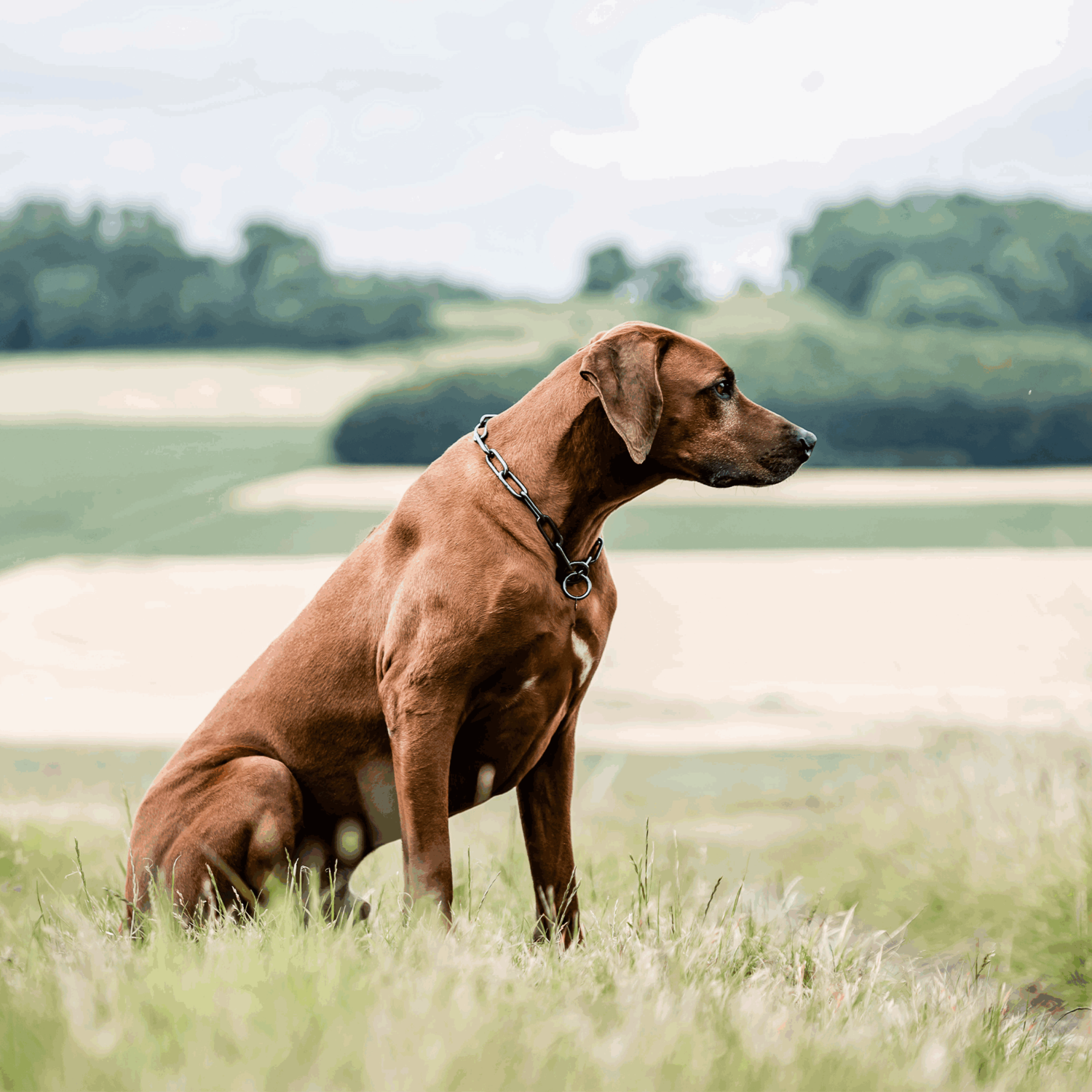 Halskette, langgliedrig - Edelstahl Rostfrei schwarz, 5,0 mm