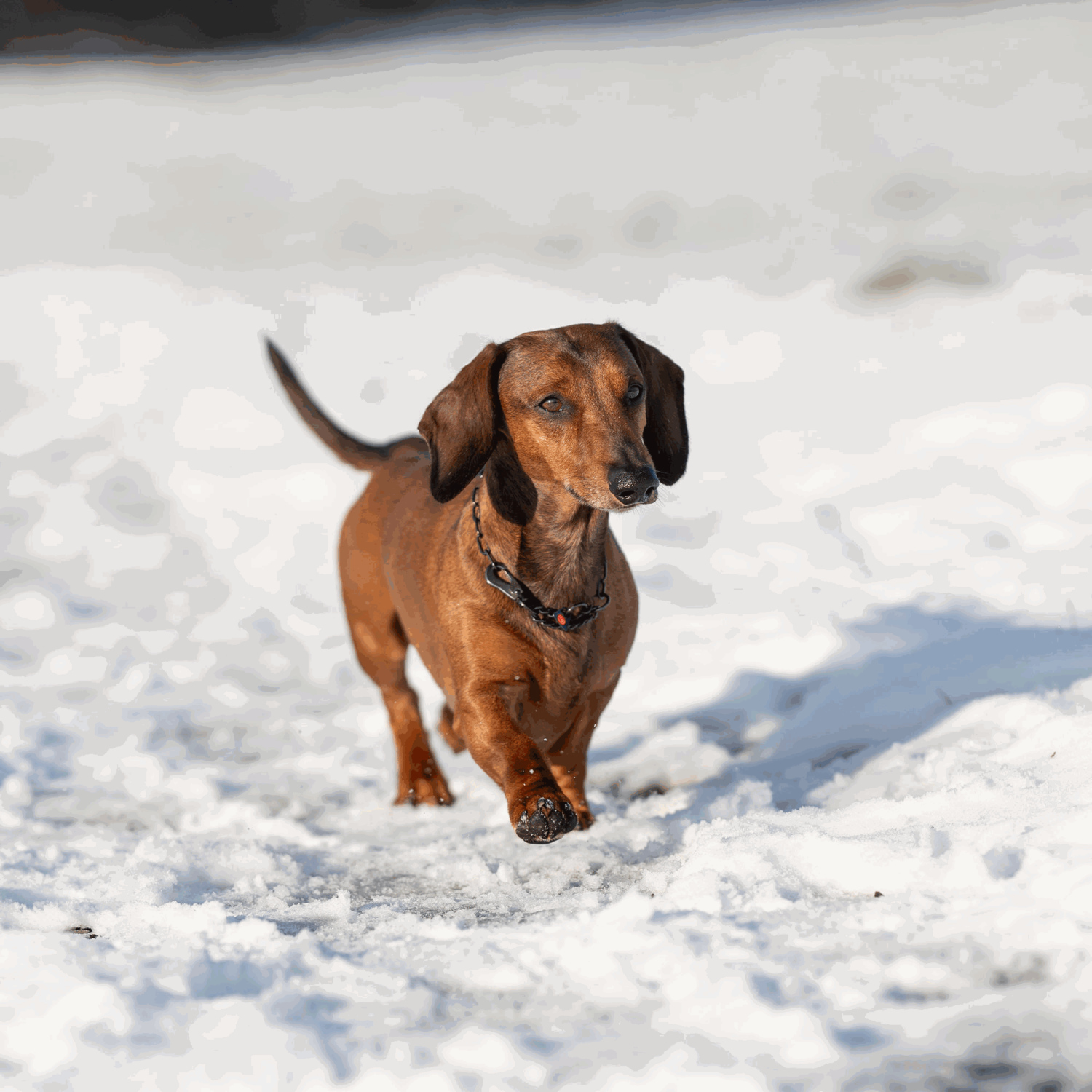 Halskette, verstellbar - mit SPRENGER-Haken - Edelstahl Rostfrei schwarz, 2,0 mm