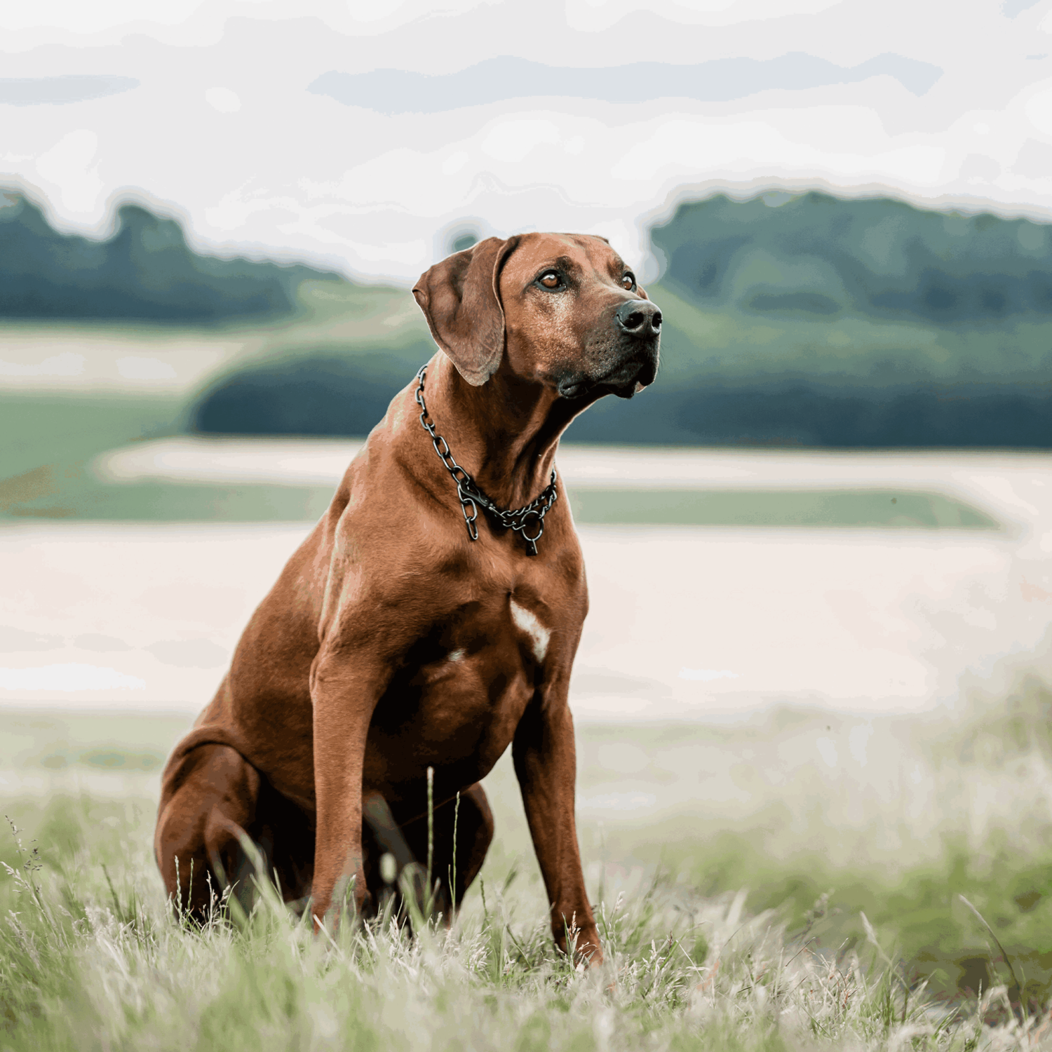 Halskette, verstellbar - mit SPRENGER-Haken - Edelstahl Rostfrei schwarz, 3,0 mm
