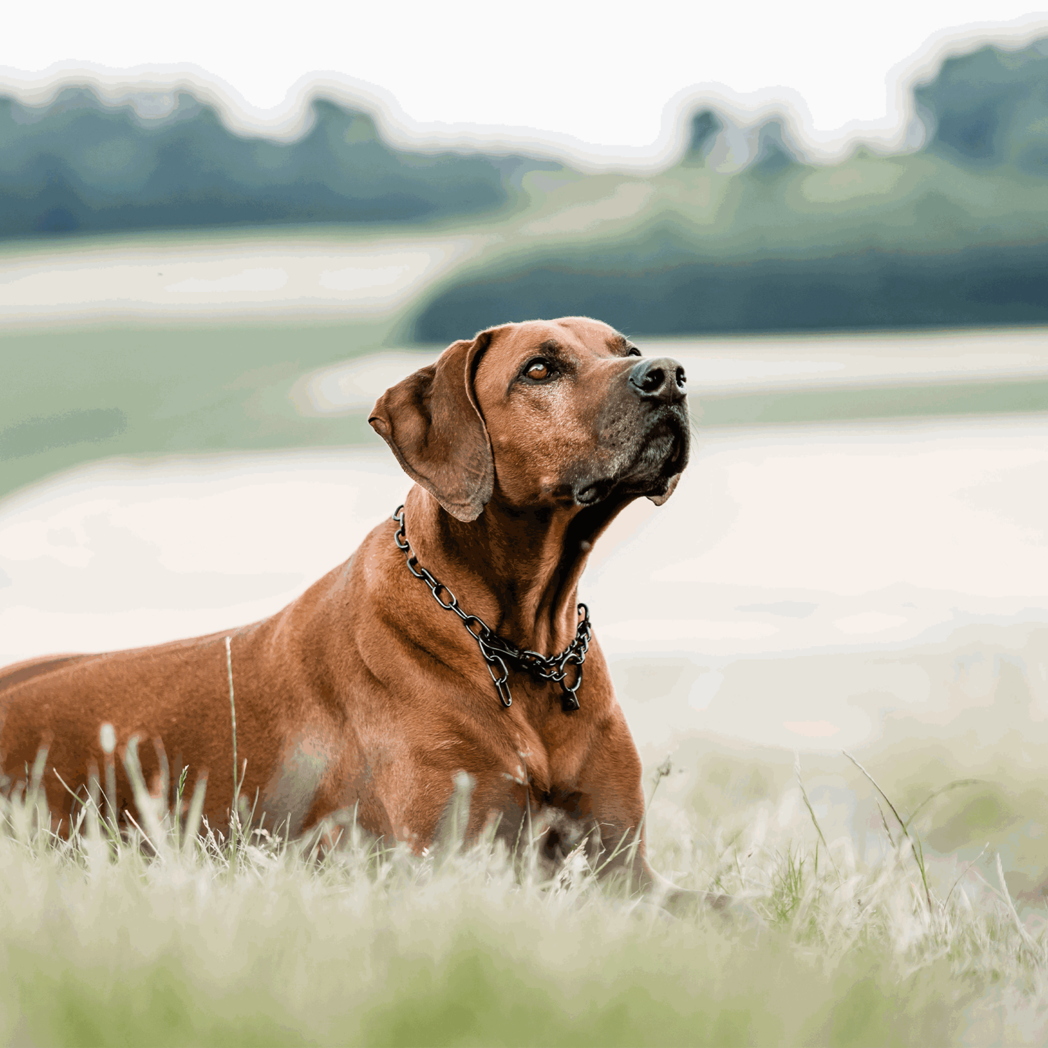 Halskette, verstellbar - mit SPRENGER-Haken - Edelstahl Rostfrei schwarz, 3,0 mm