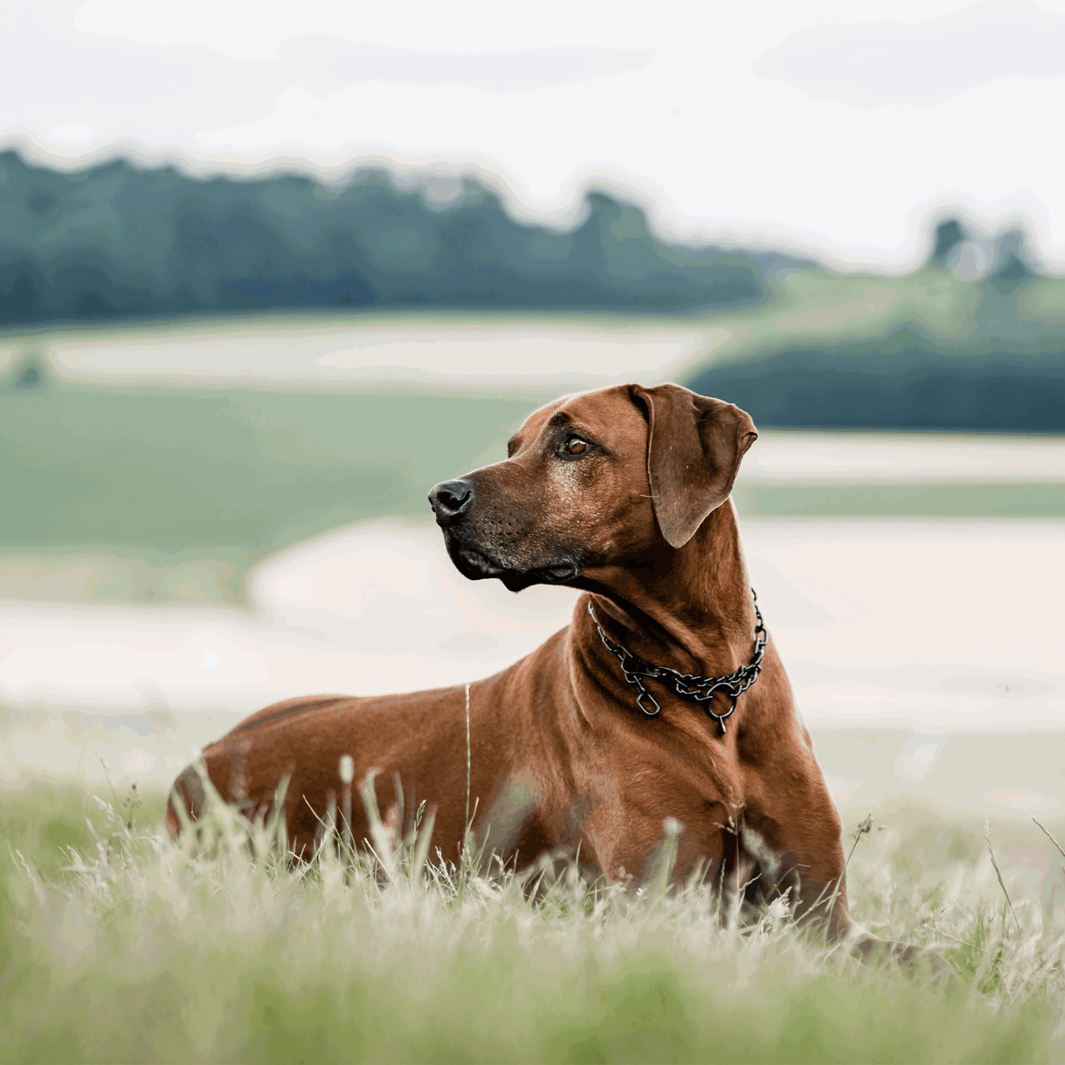 Halskette, verstellbar - mit SPRENGER-Haken - Edelstahl Rostfrei schwarz, 3,0 mm