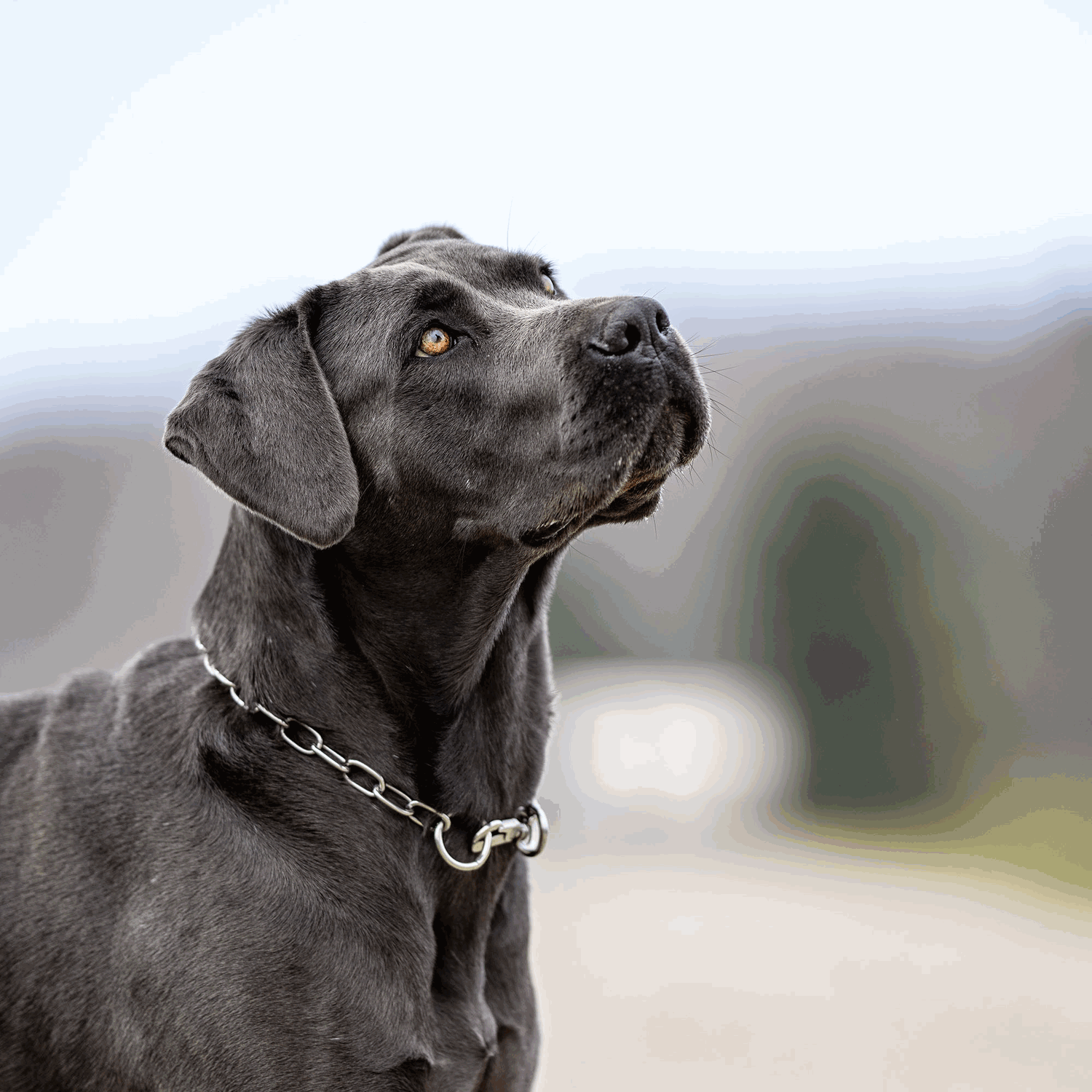 Halskette, verstellbar - mit SPRENGER-Haken und Ring - Edelstahl Rostfrei, 3,0 mm