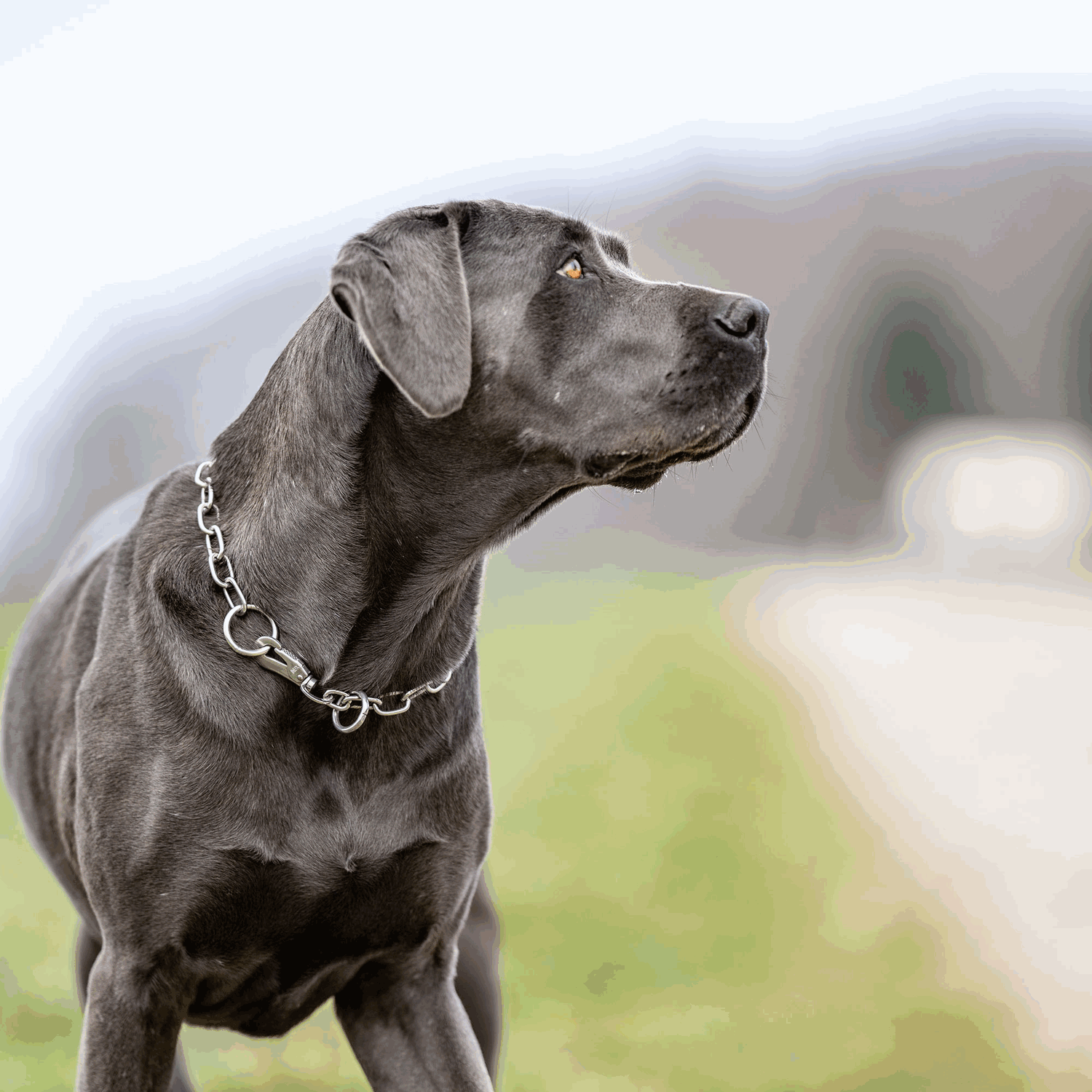 Halskette, verstellbar - mit SPRENGER-Haken und Ring - Edelstahl Rostfrei, 3,0 mm