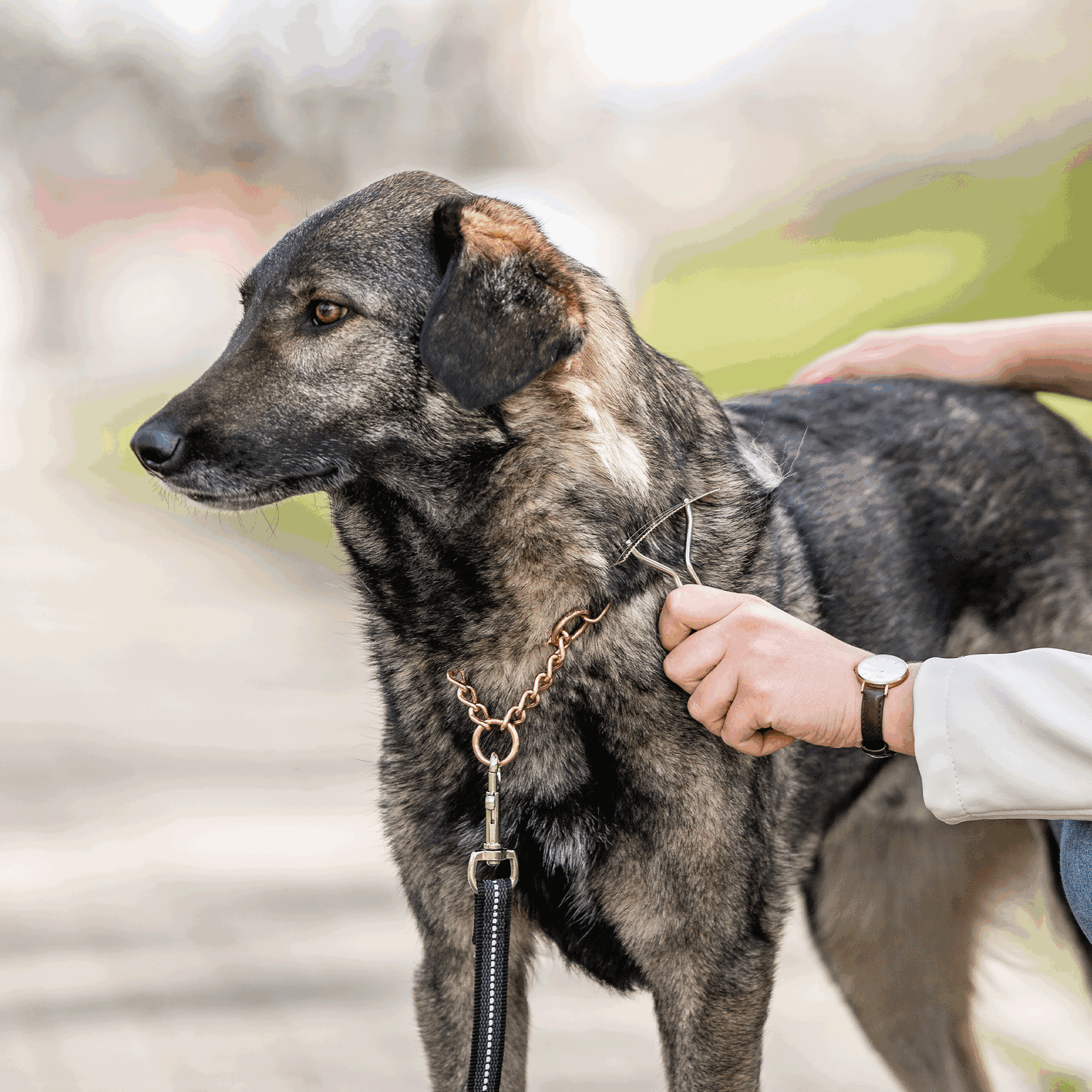 Hundekratzer - Stahl vernickelt | 57020_01_7.png | 1742335600