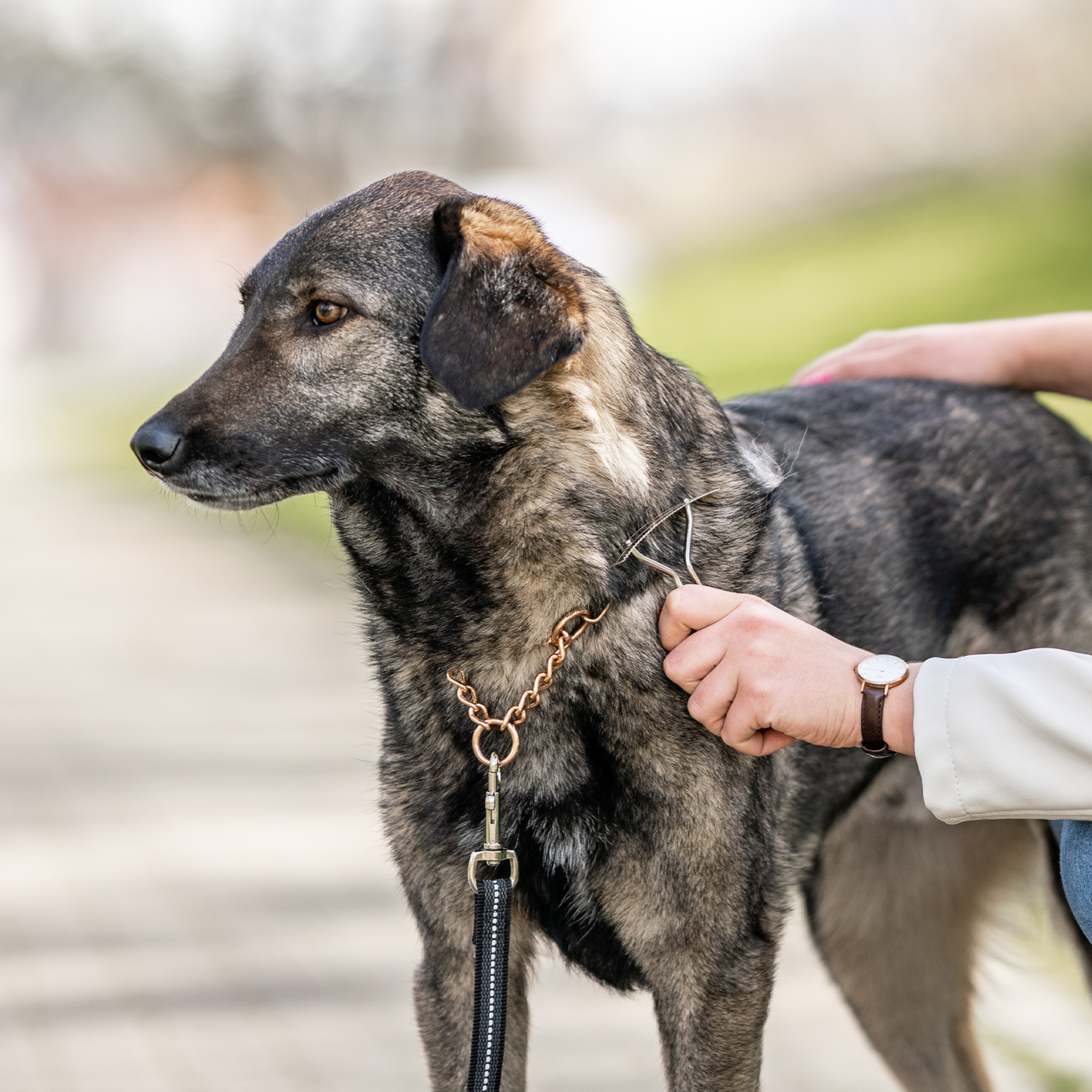 Hundekratzer - Stahl vernickelt