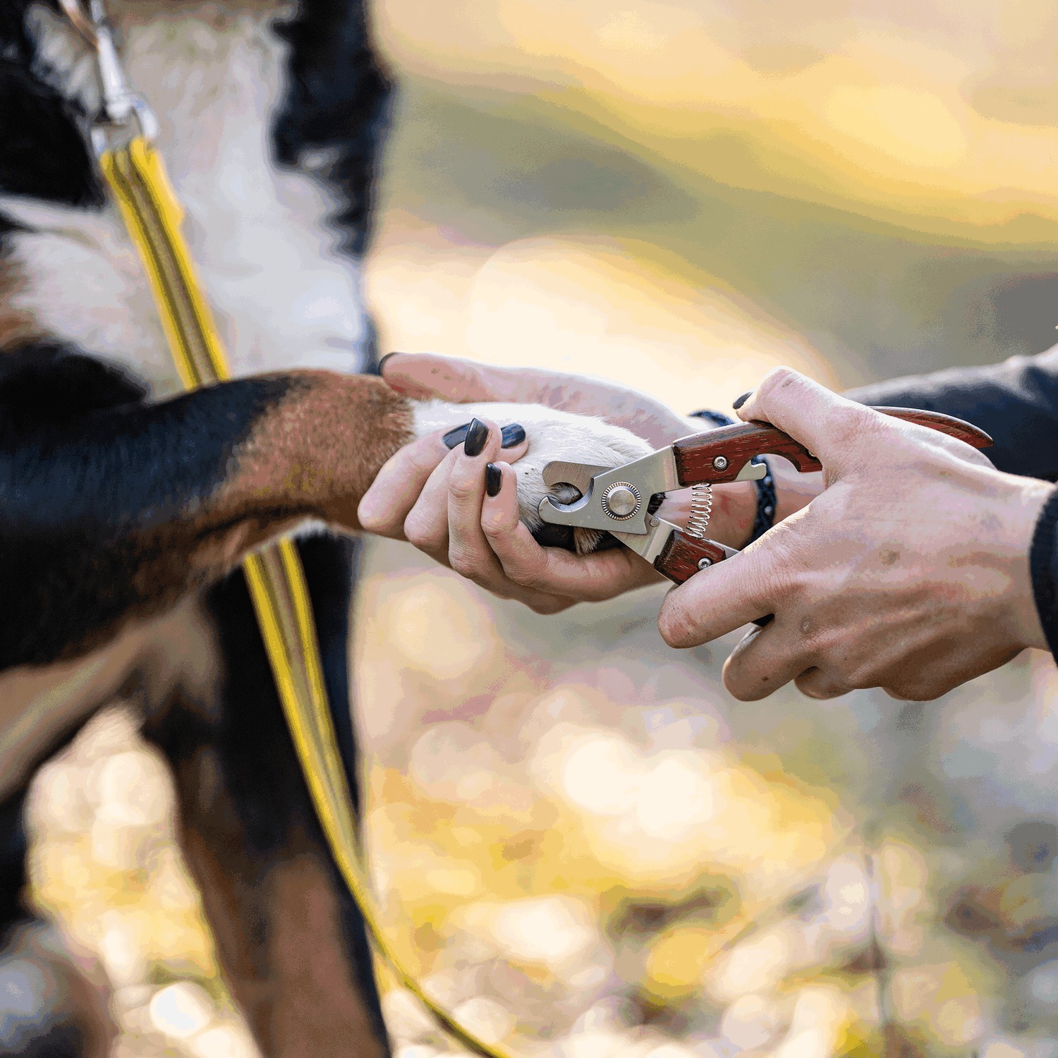 Krallenzange mit Sicherheitsanschlag und Holzgriff | 5750400100_6.png | 1700898418