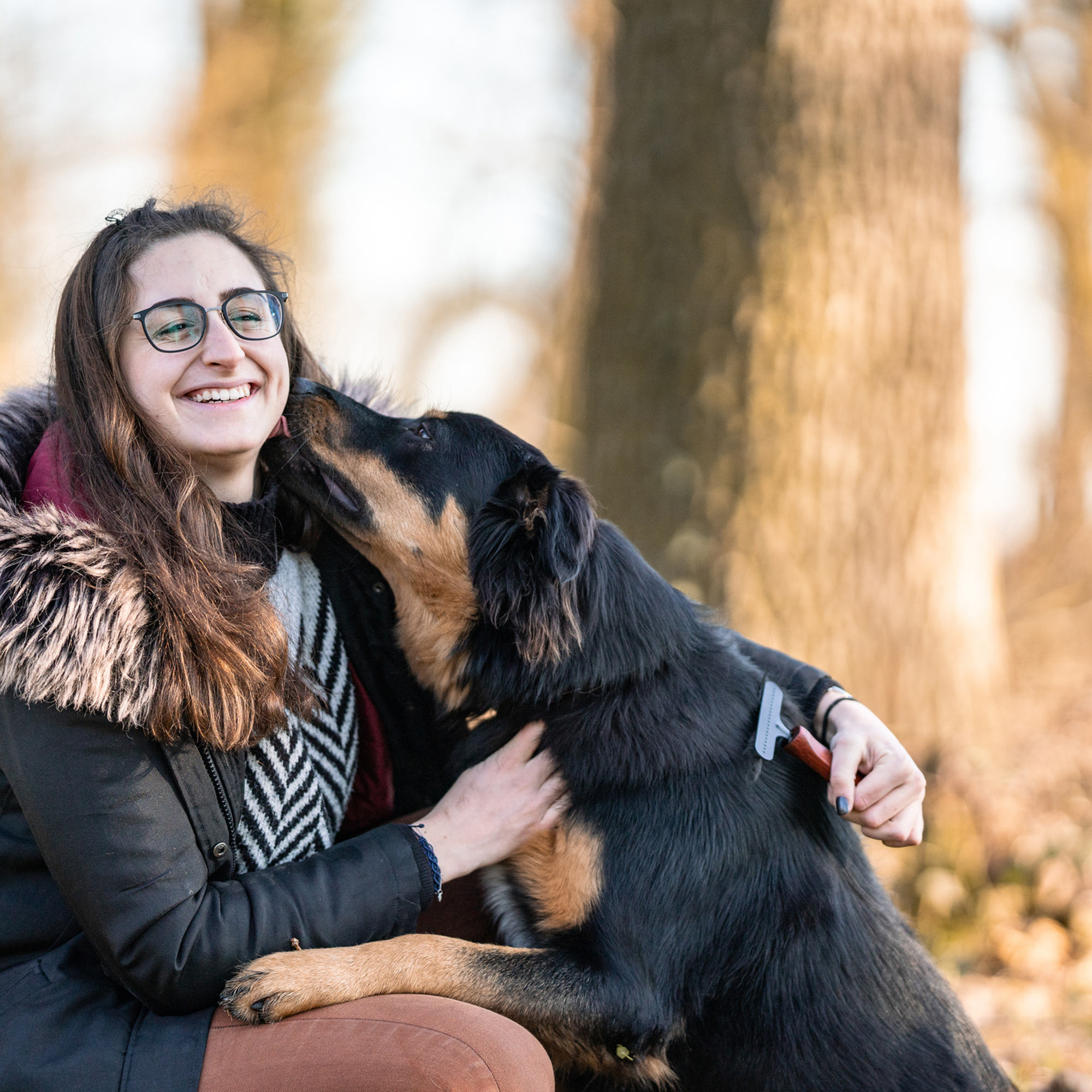Hundekratzer - Stahl beschichtet, 1-reihig