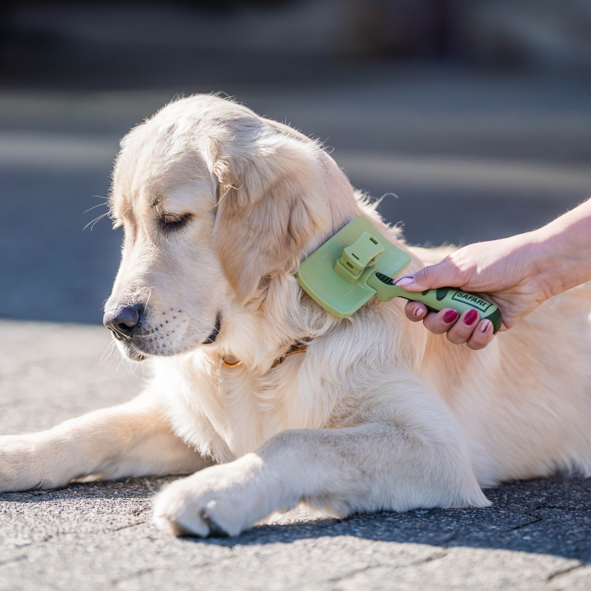 Safari® Hunde Selbstreinigende Entwirrbürste