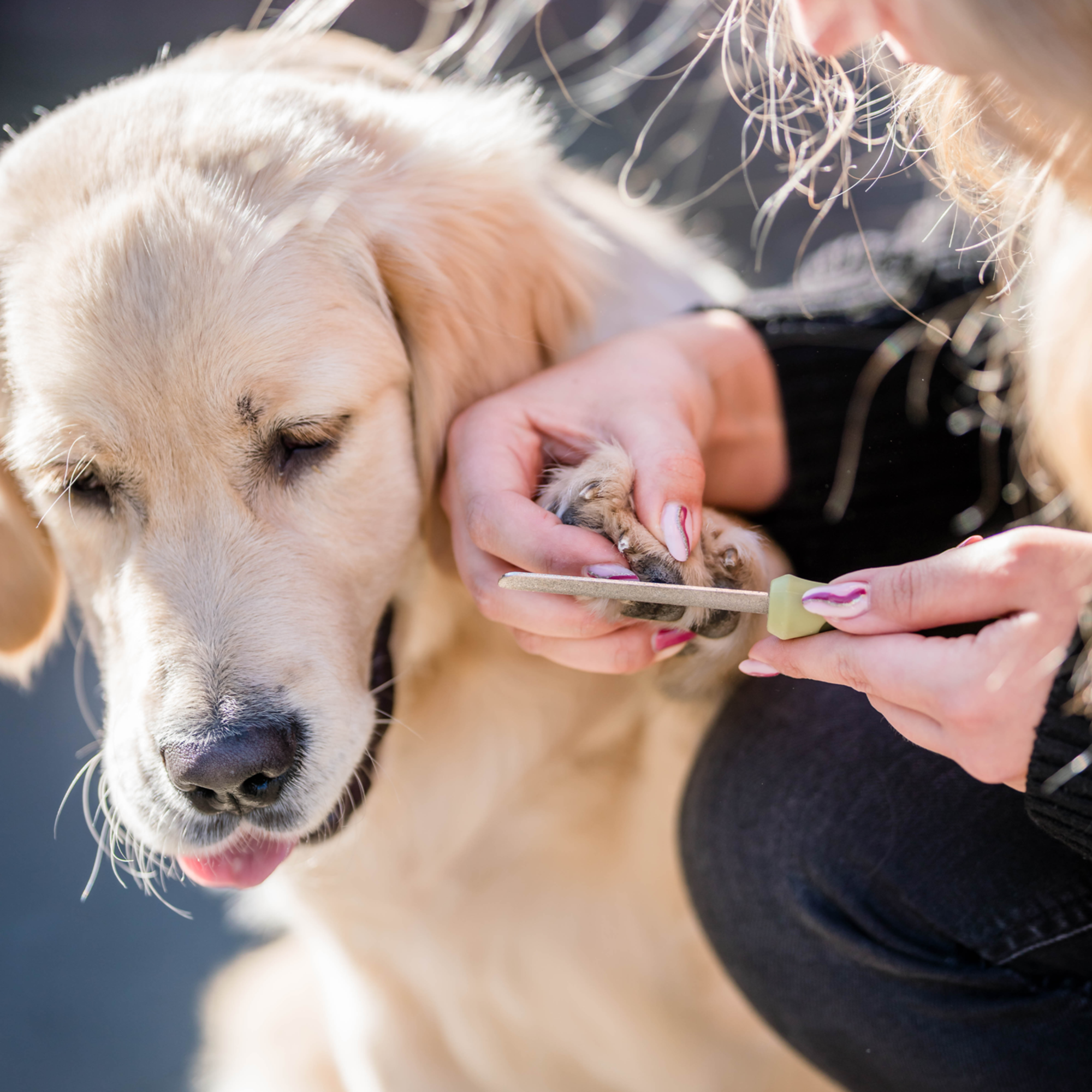 Safari® Hunde-Nagelfeile