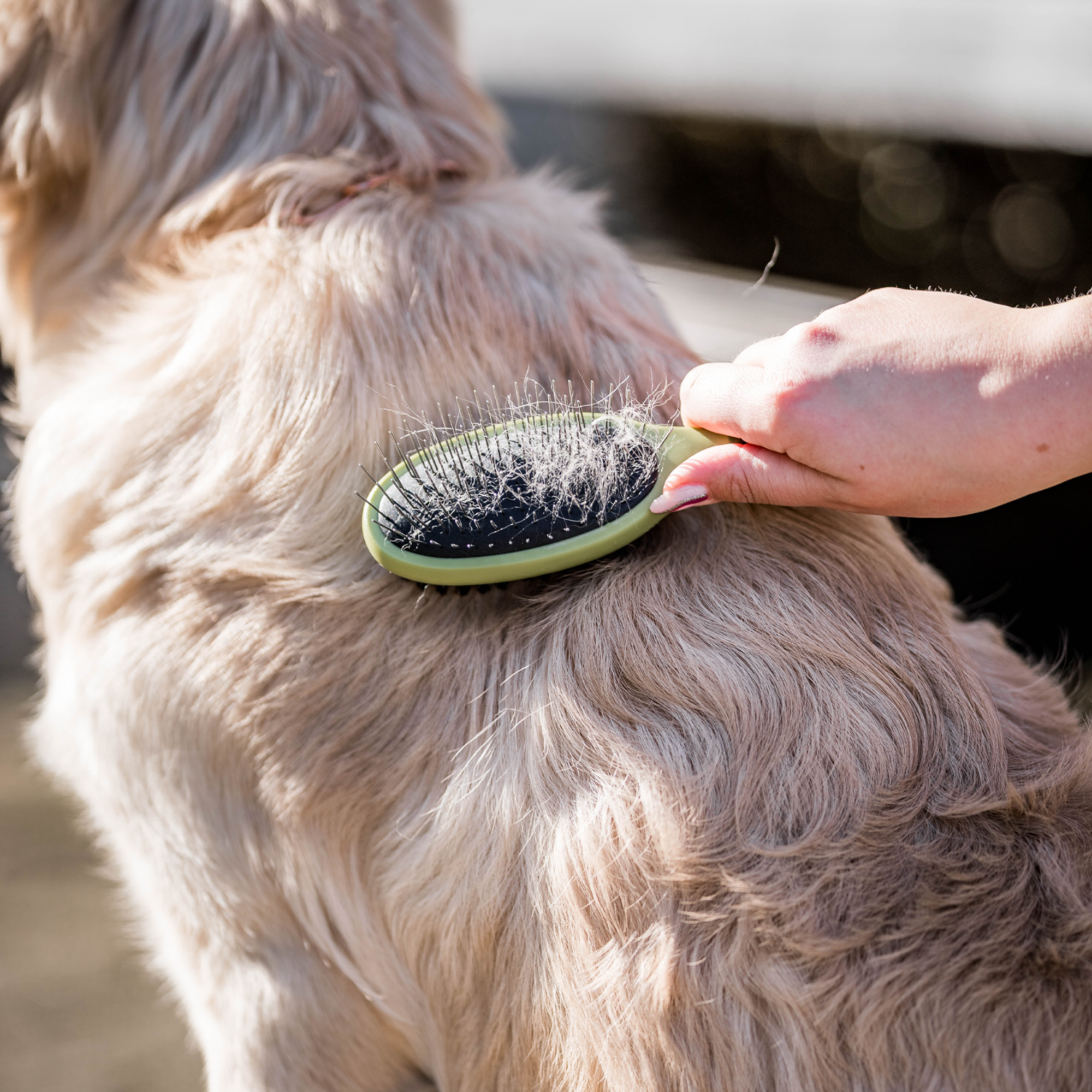 Safari® Hunde Doppelbürste