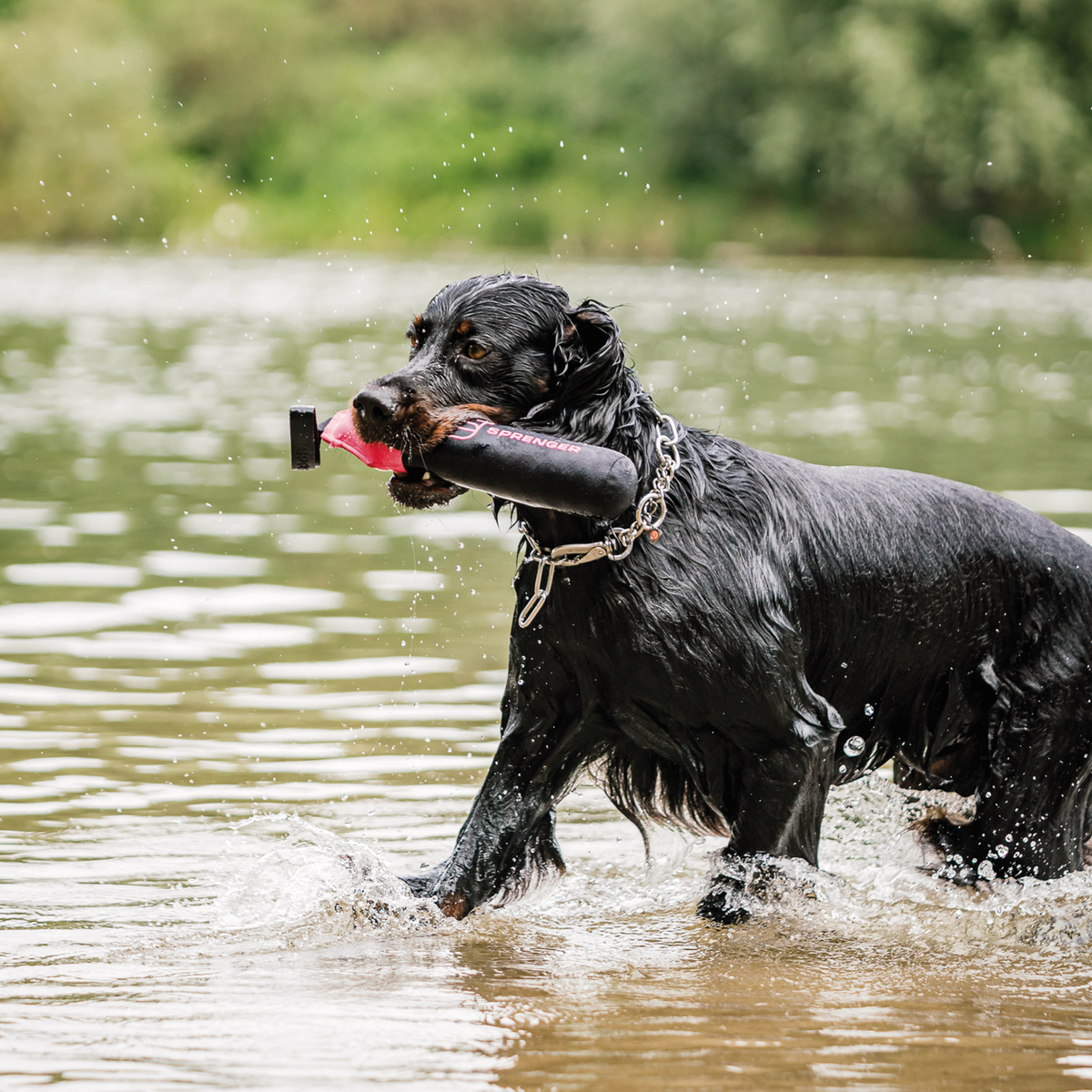 Hundespielzeug Dummy