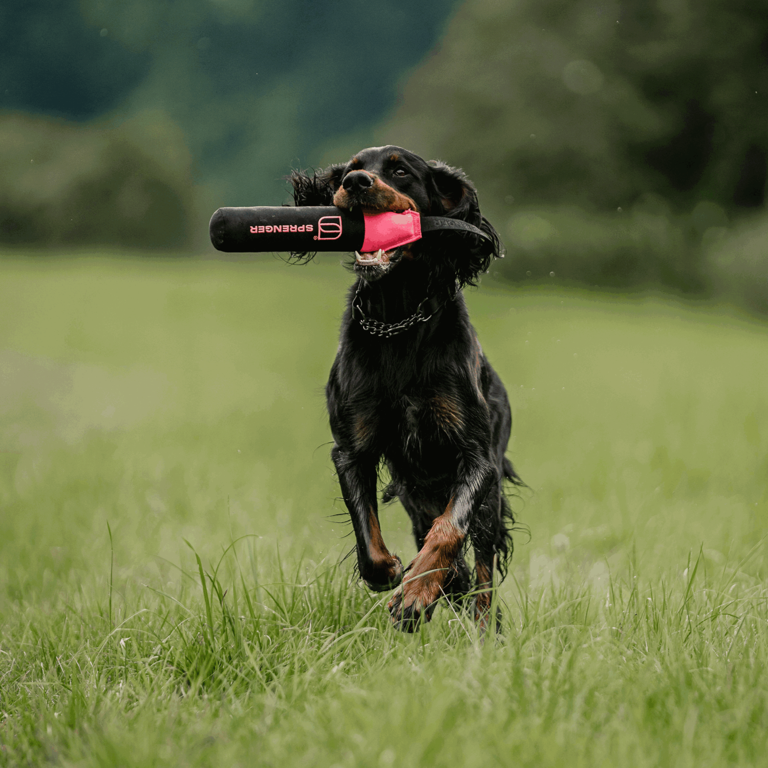 Hundespielzeug Dummy