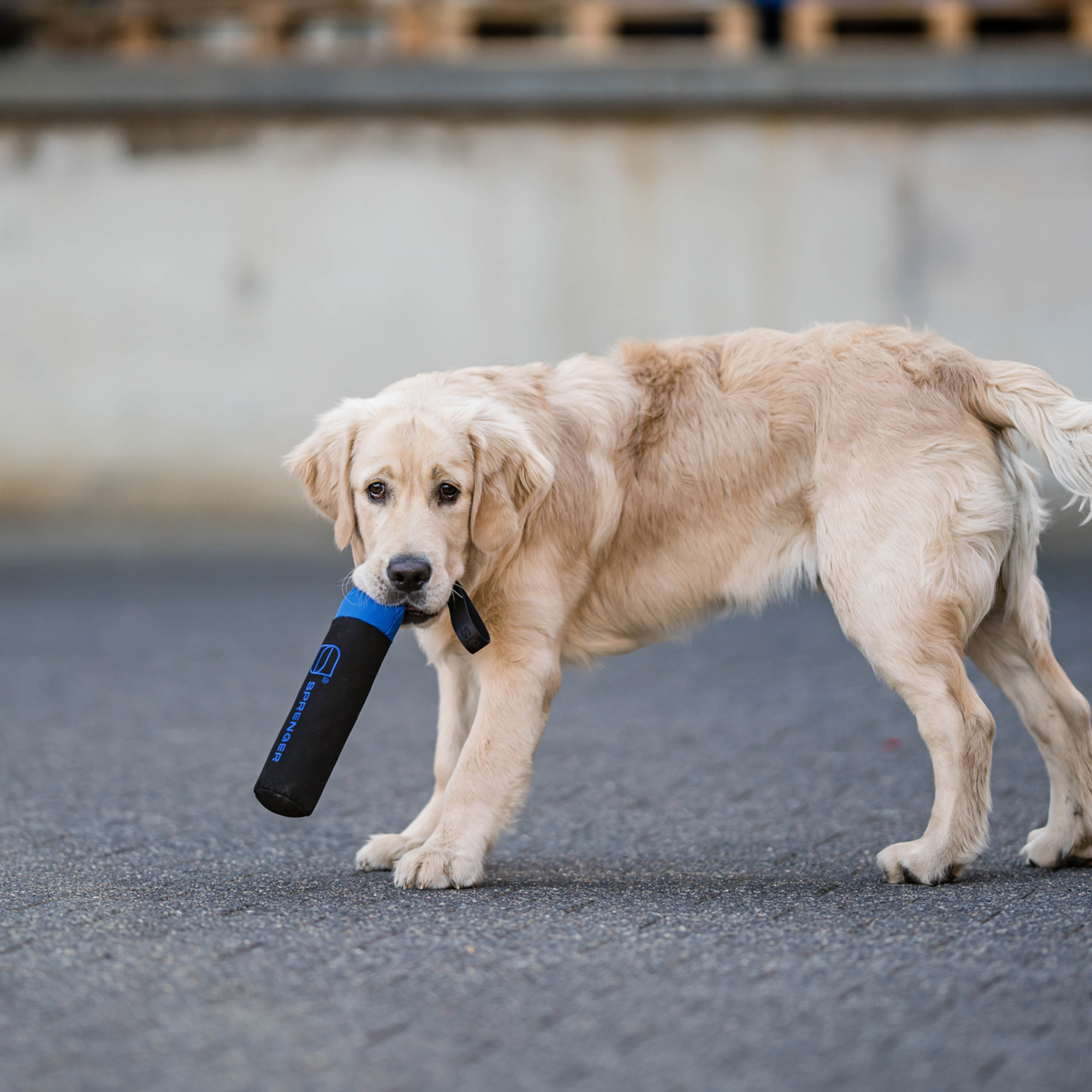 Hundespielzeug Dummy