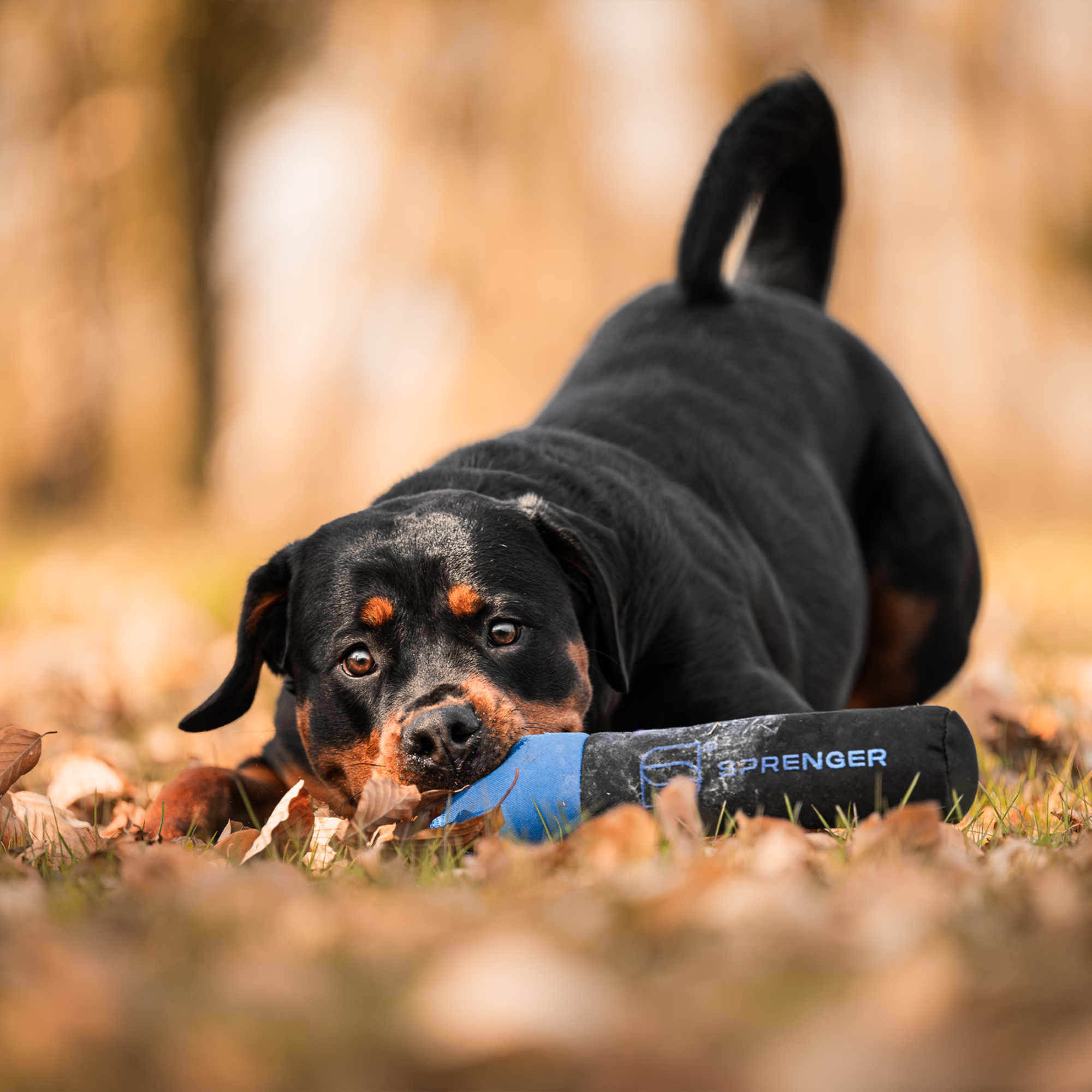 Hundespielzeug Dummy