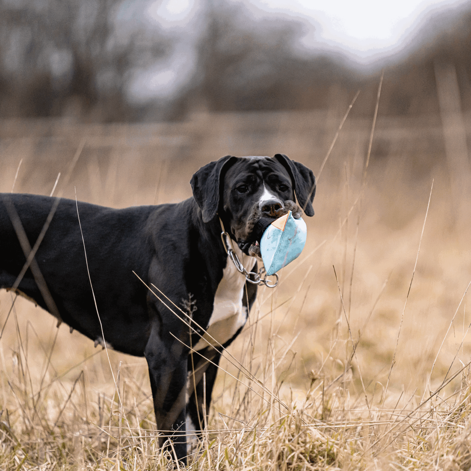 Hundespielzeug Kissen | 5818700200_5.png | 1707922943