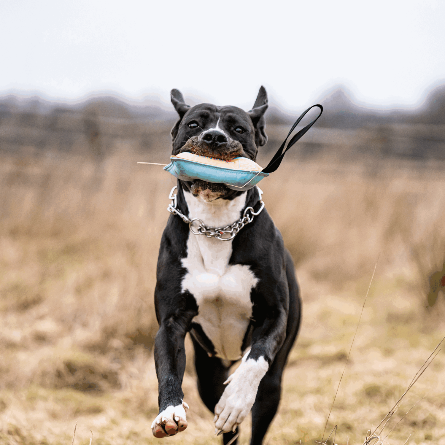 Hundespielzeug Kissen | 5818700200_7.png | 1707922947