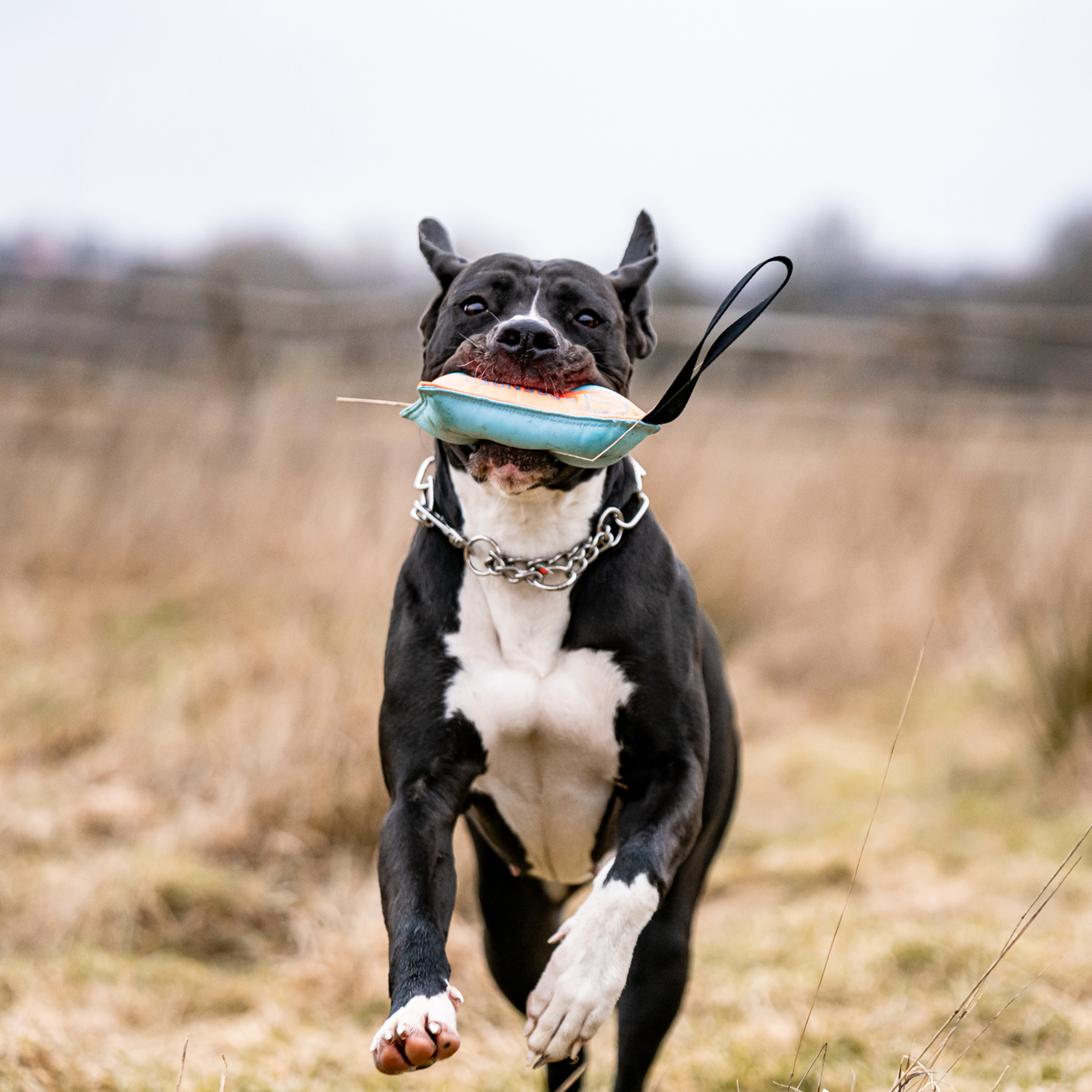Hundespielzeug Kissen