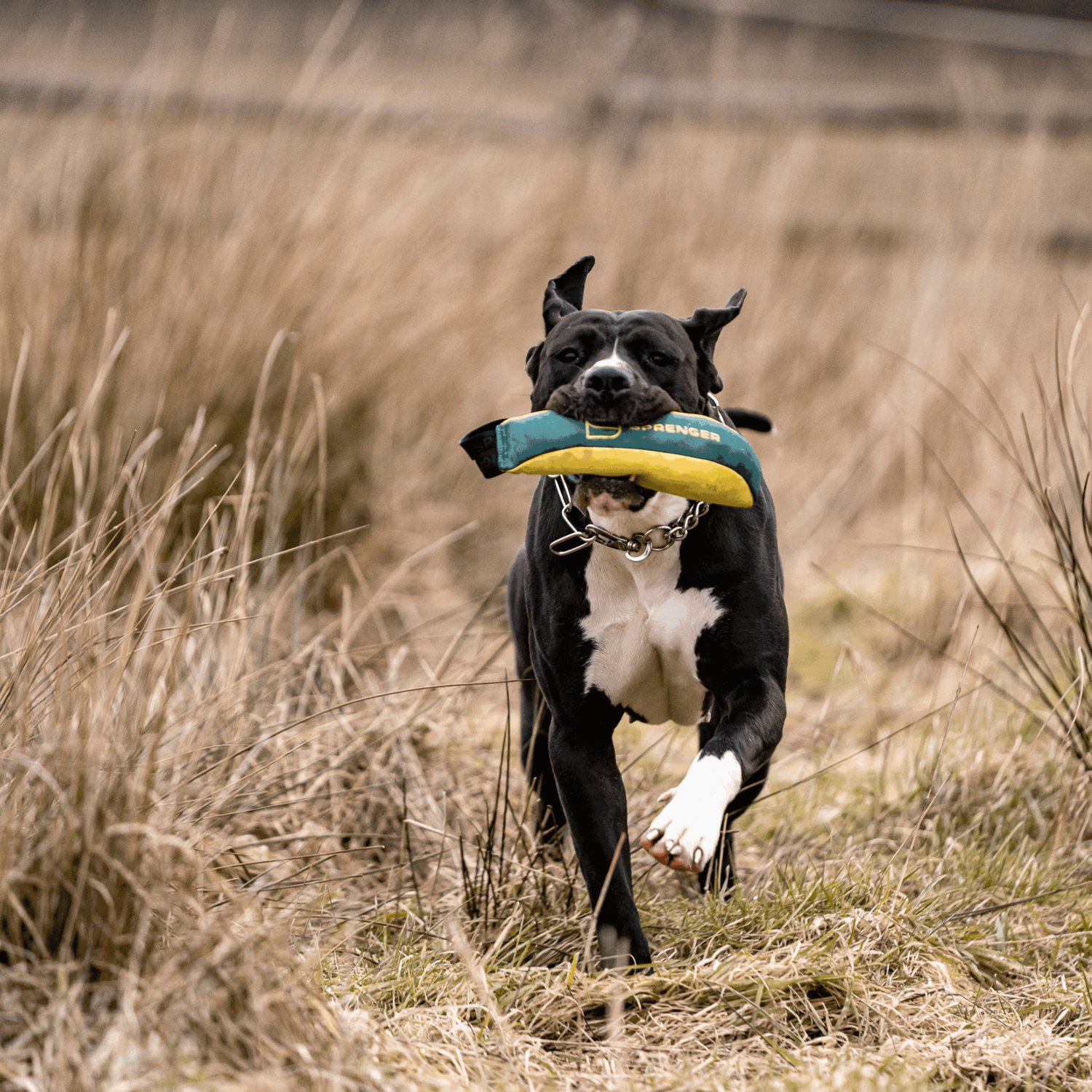 Hundespielzeug Soft Bringsel M