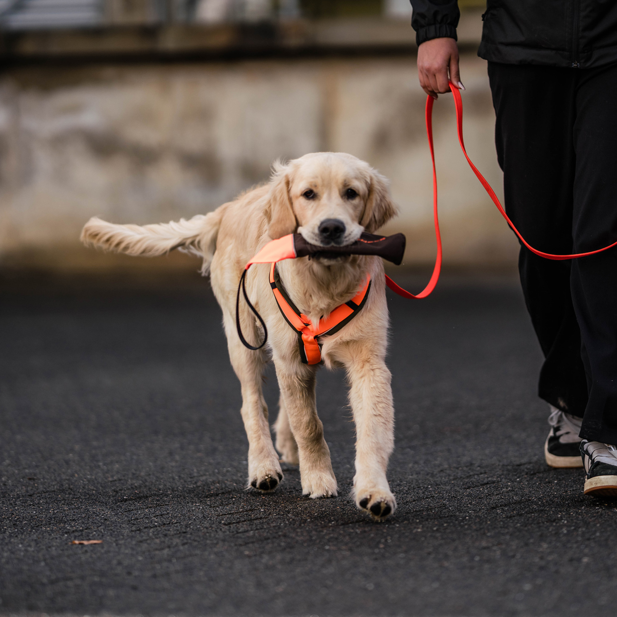 Hundespielzeug Futterdummy