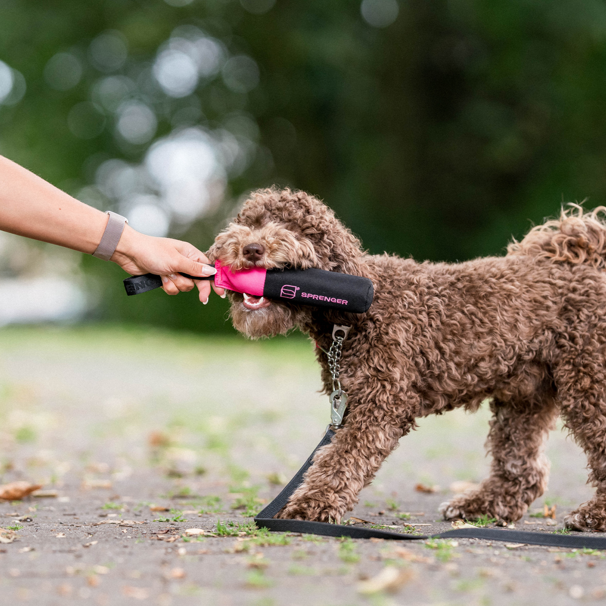Hundespielzeug Dummy
