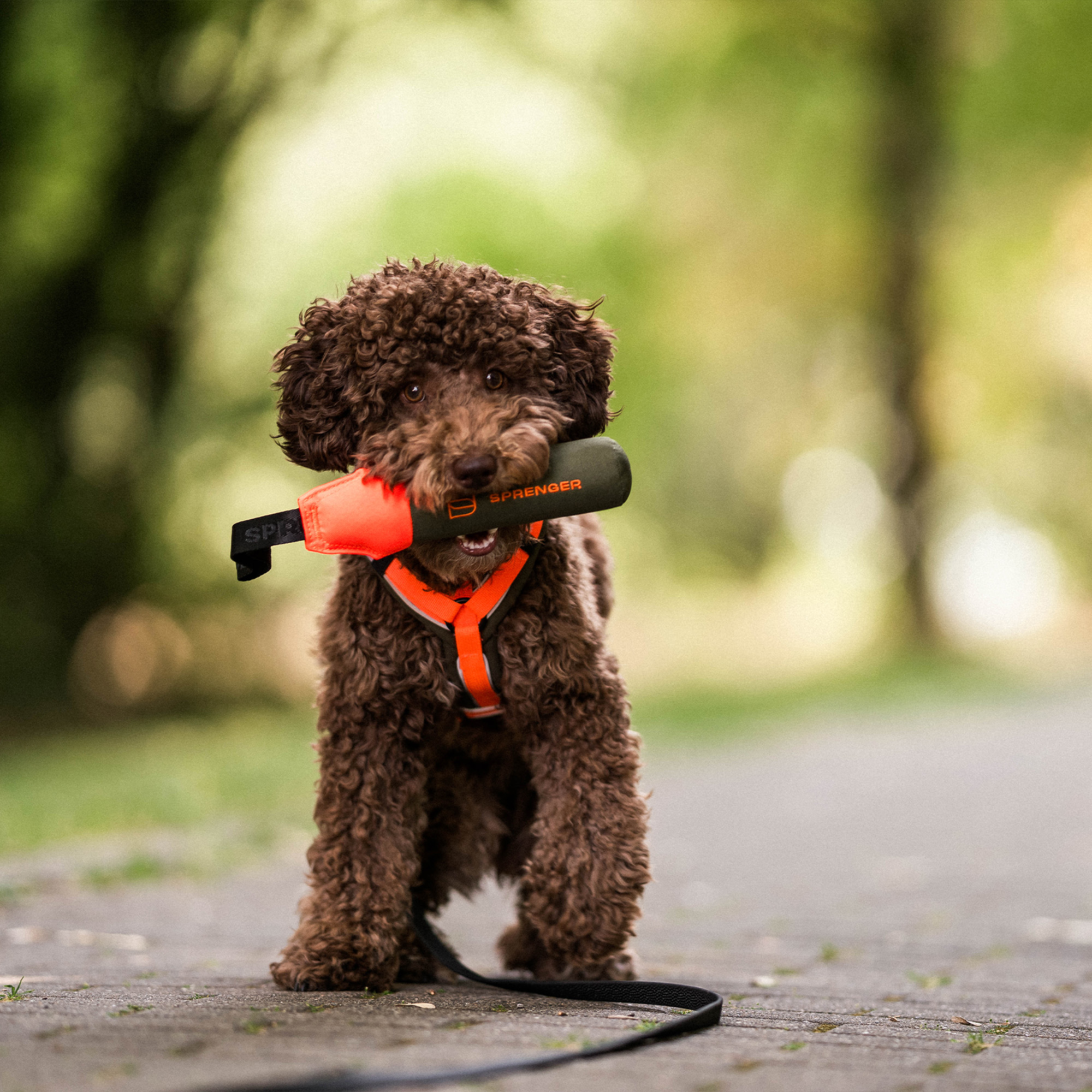 Hundespielzeug Dummy