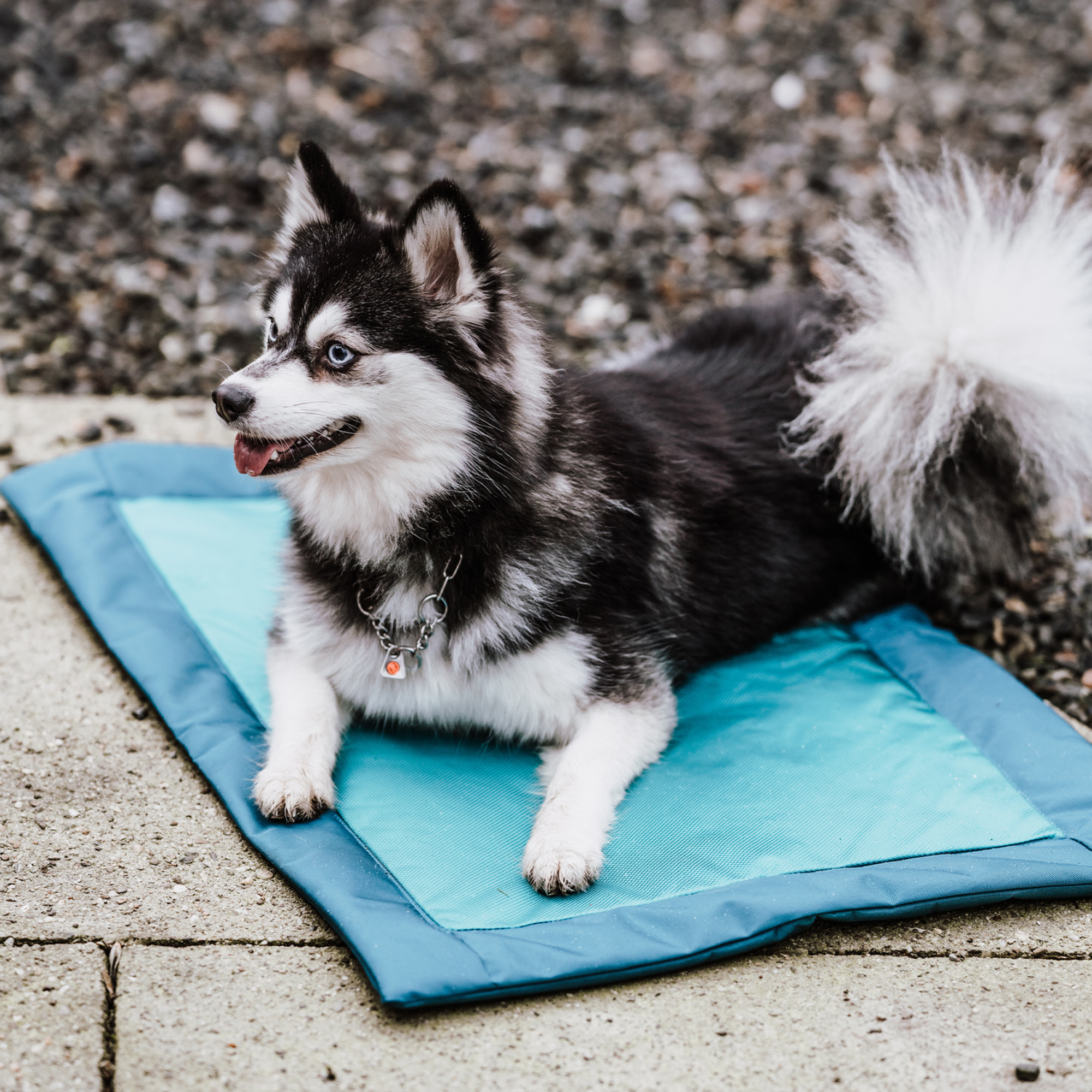 Hundematte