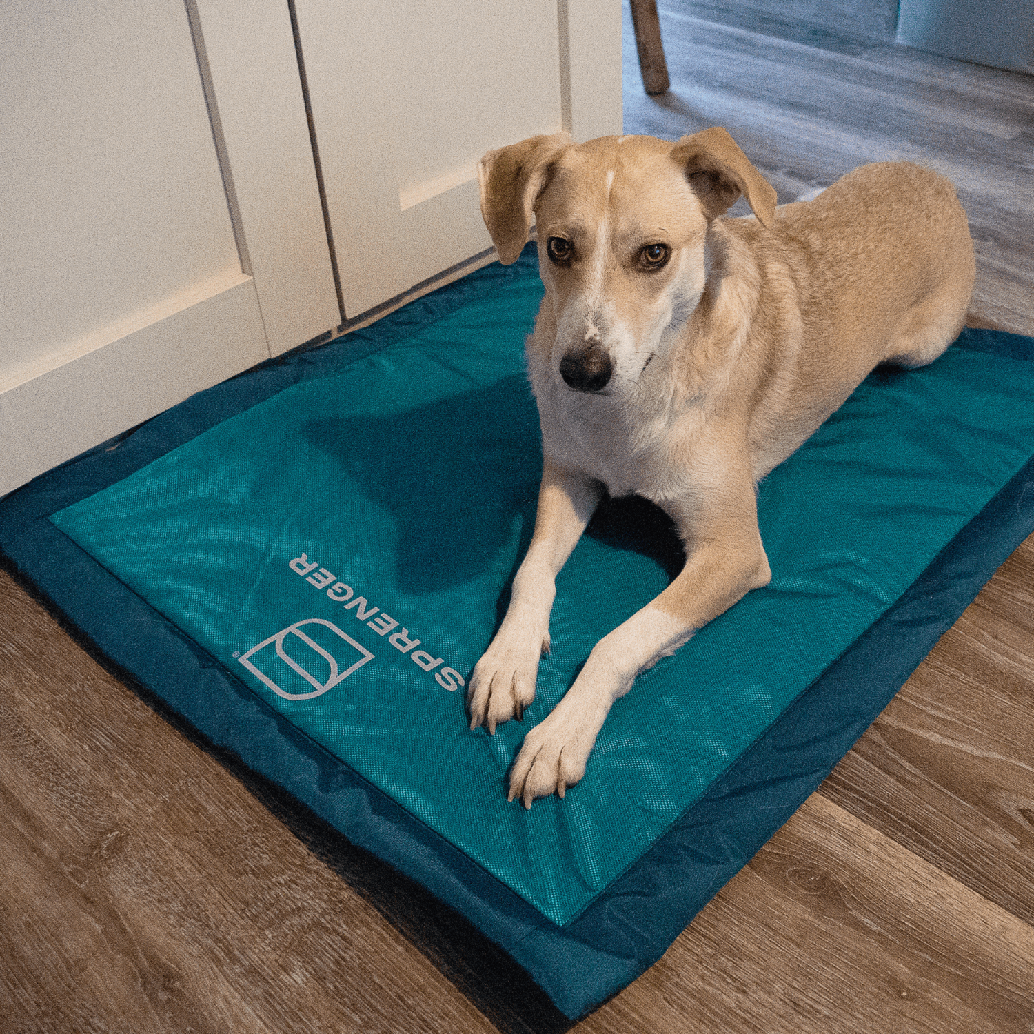 Hundematte | 5818800376_1.png | 1707922961