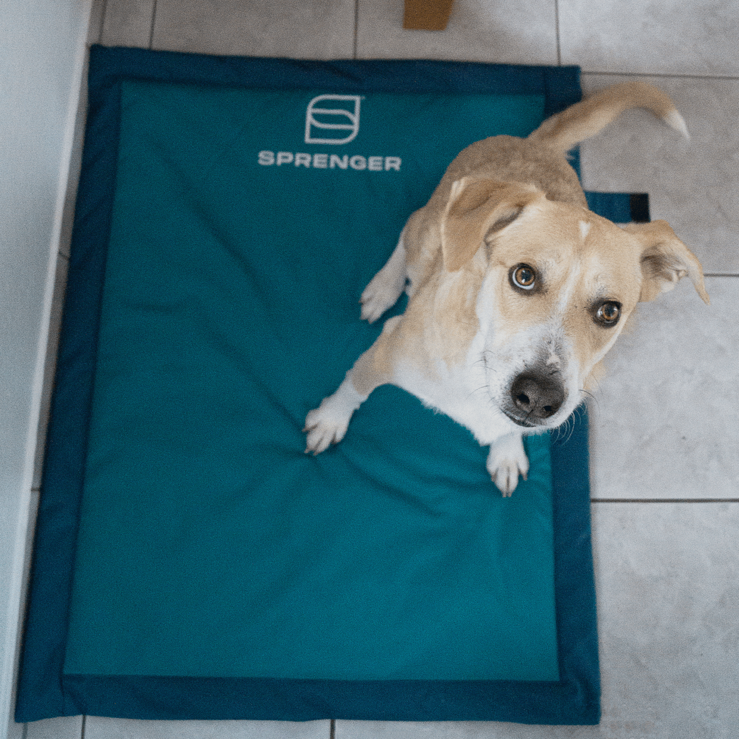 Hundematte | 5818800376_3.png | 1707922966