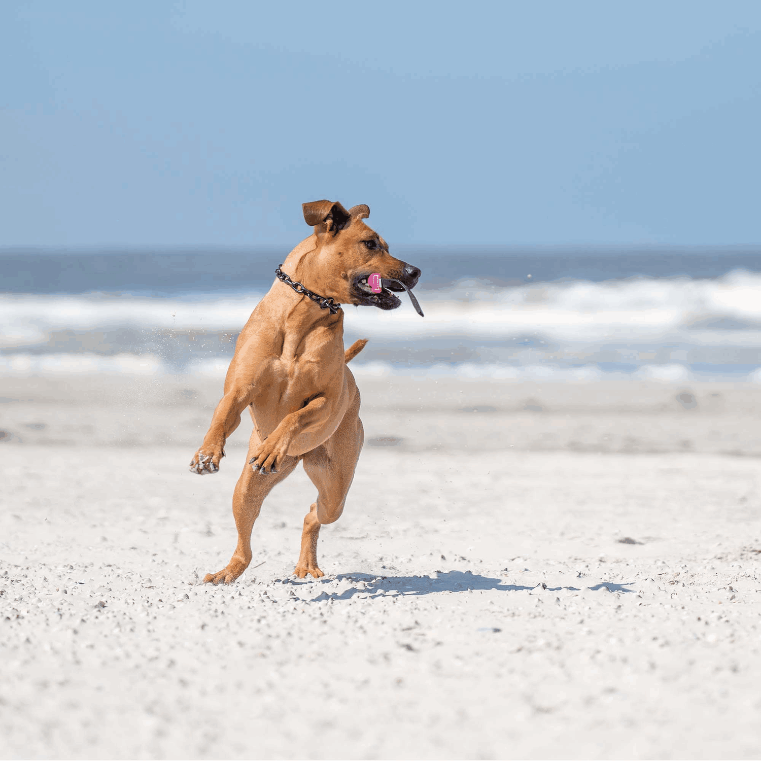 Leder-Bringsel | 58196_000_00-4.png | 1704467138