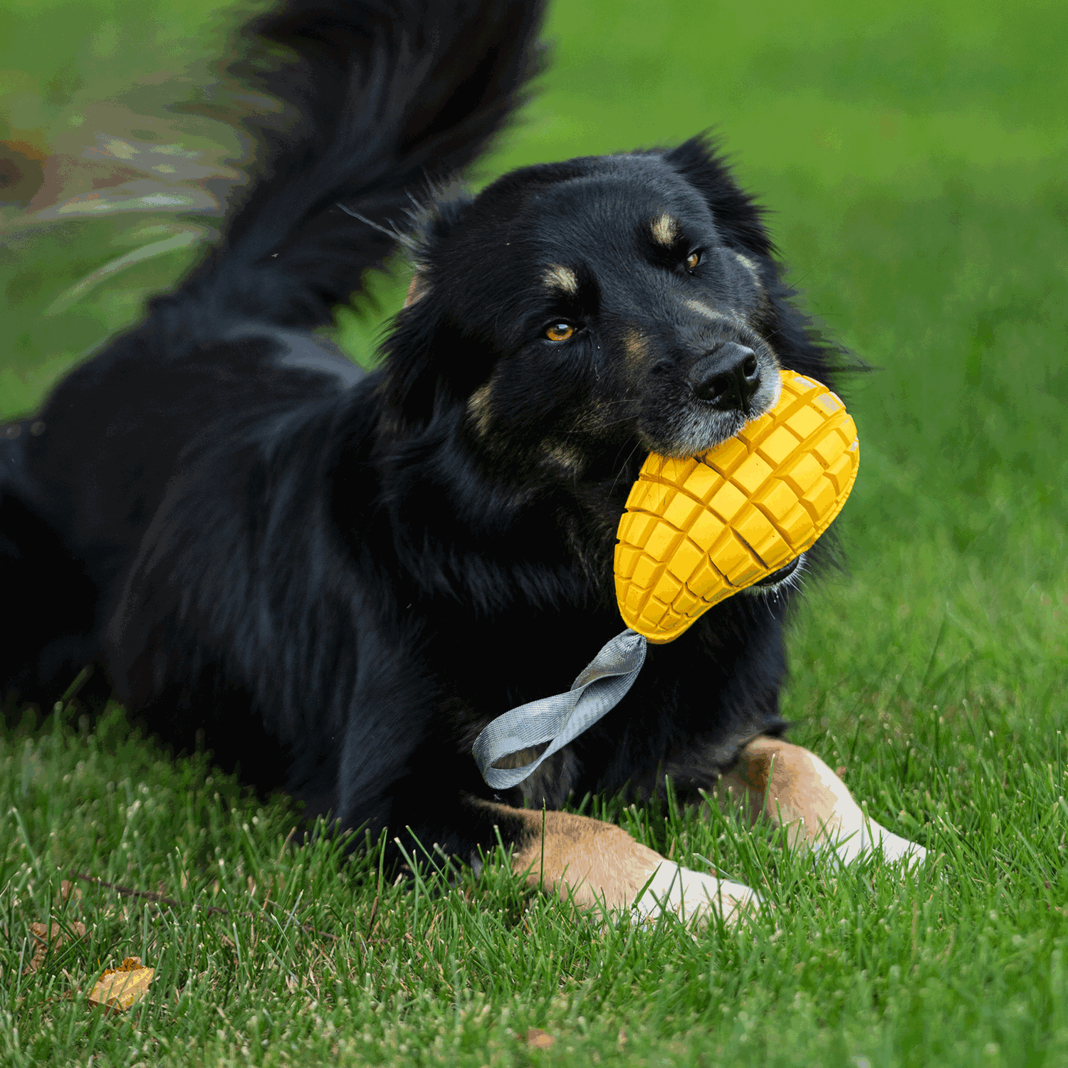 Hundespielzeug FRUIT CHALLENGE - "Mango" | 5819900300_11.png | 1704467201