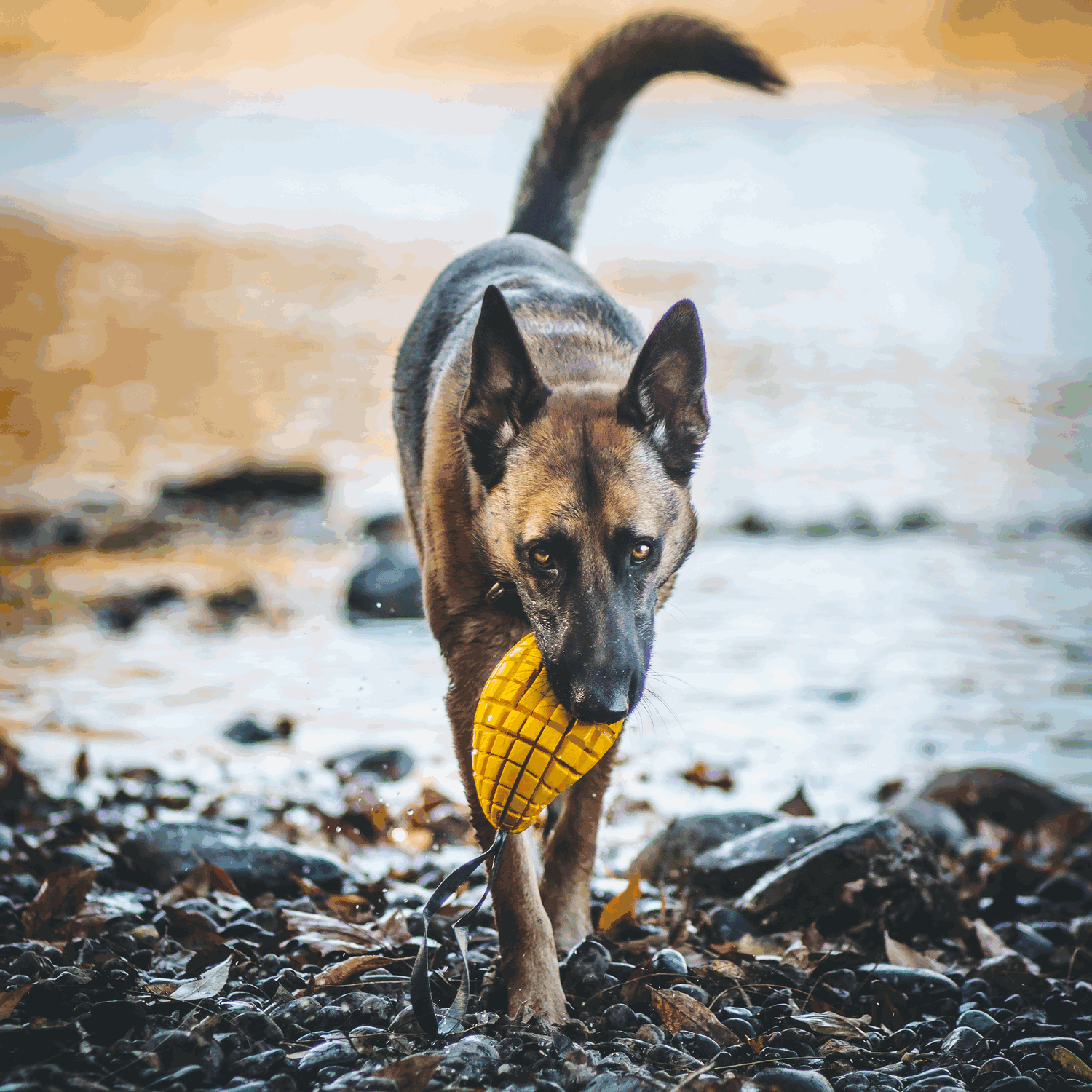 Hundespielzeug FRUIT CHALLENGE - "Mango" | 5819900300_16.png | 1704467202